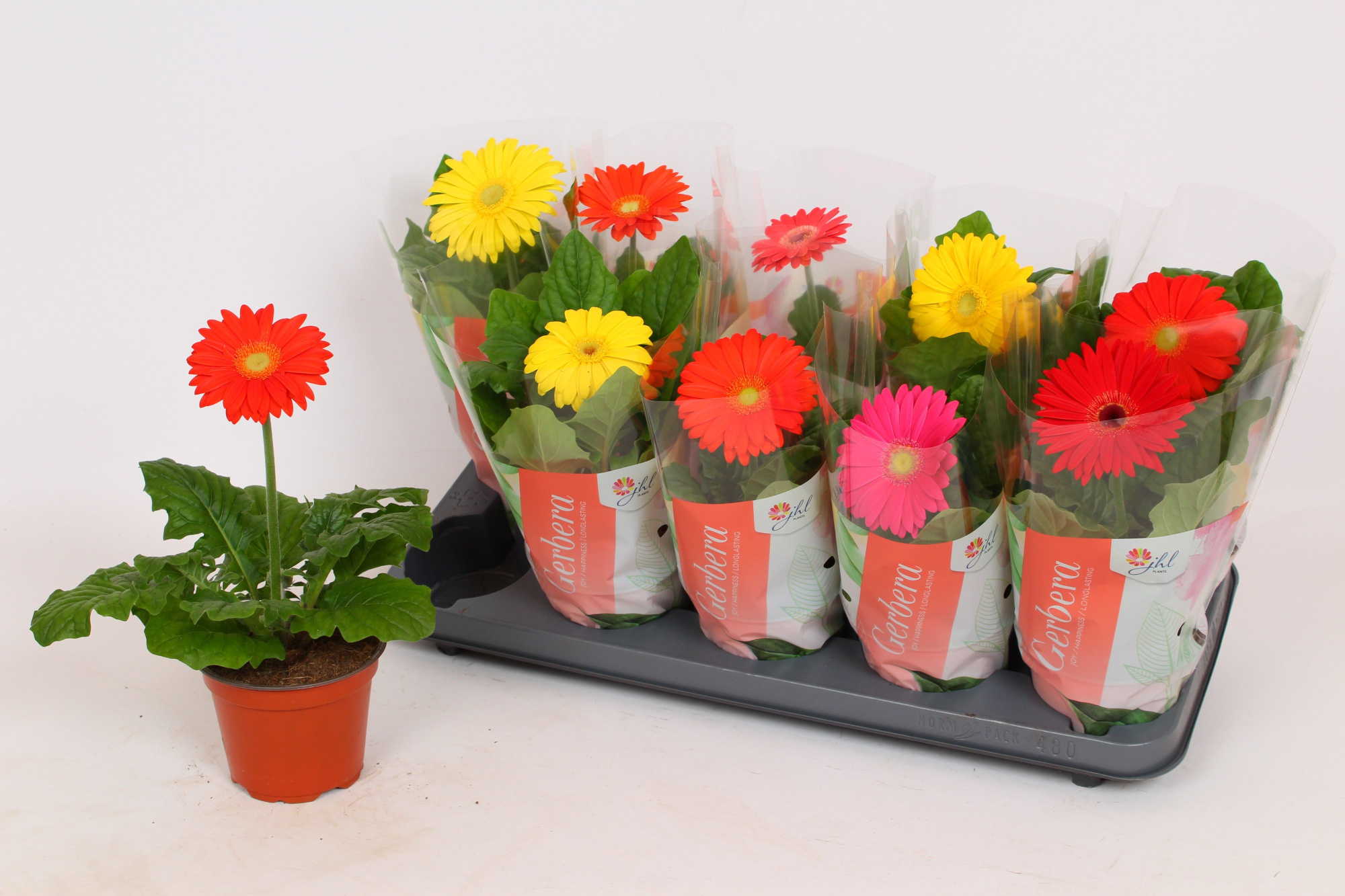 Gerbera Colourgame basic line (22-25 1 bloem), D 12 cm