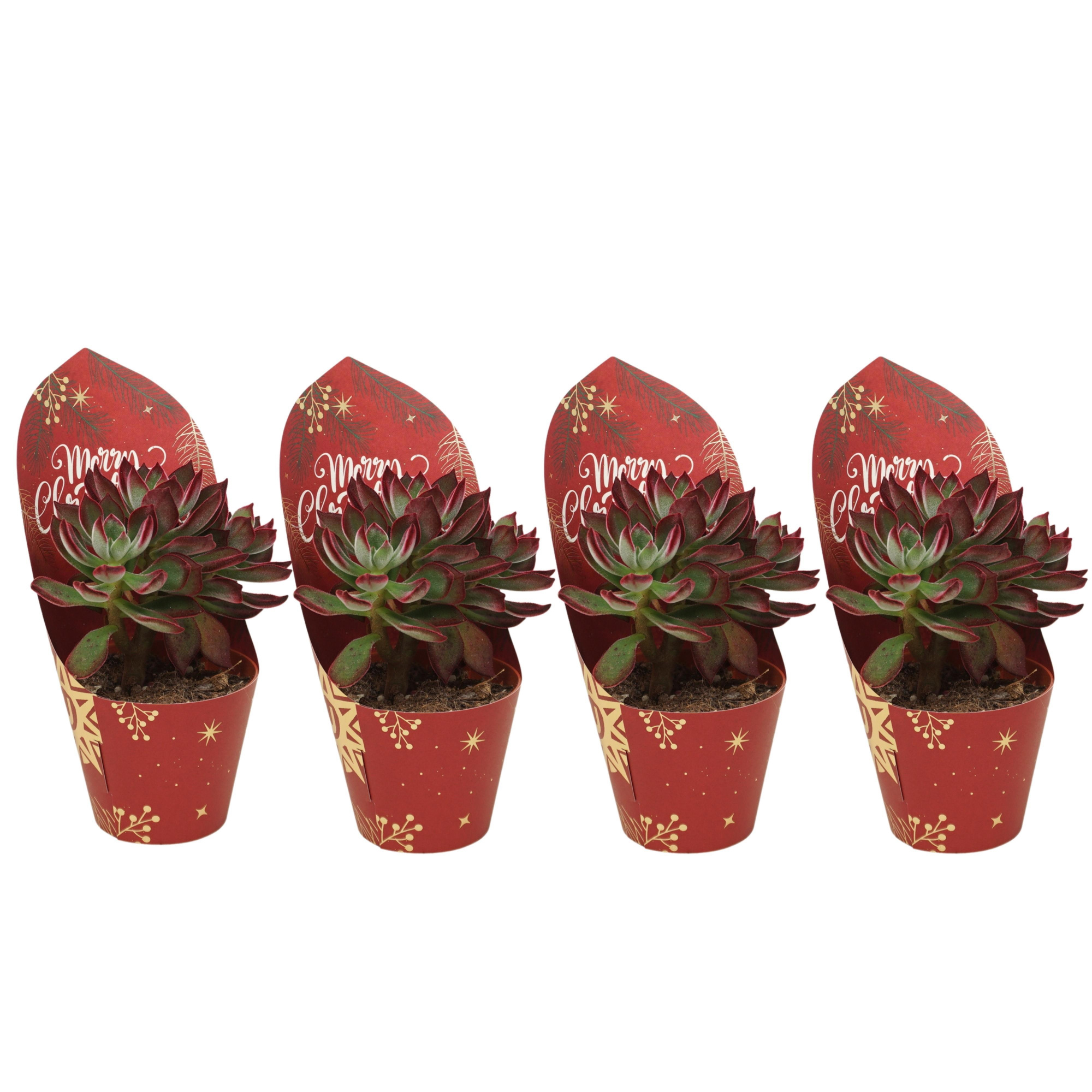 Echeveria pulvinata 'Devotion' 8,5 cm in Kerst potcover, D 8,5