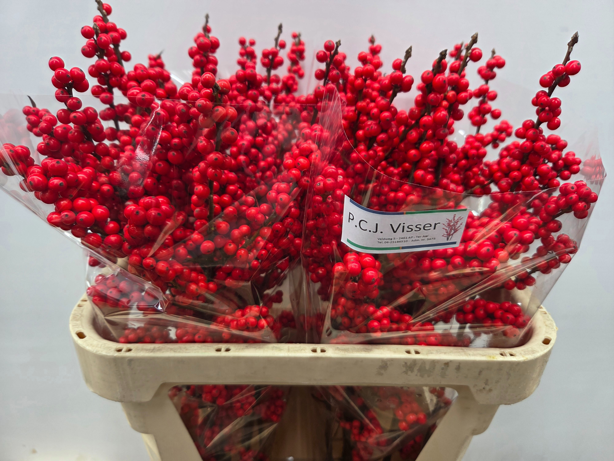 Илекс Красные ягоды 80, шт.