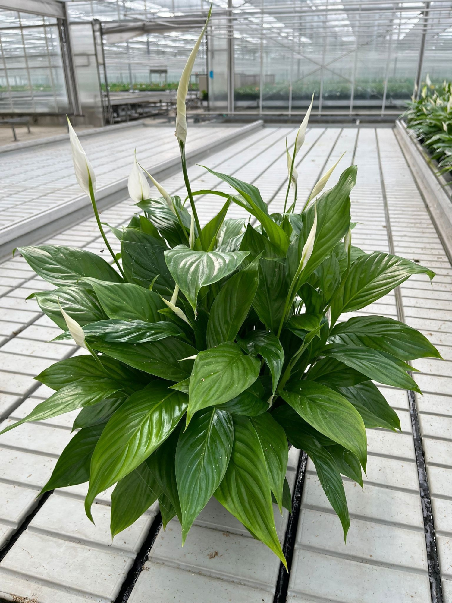 Spathiphyllum 27 cm Mozart Schaal - Blanco hoes 60 cm, D 27 cm