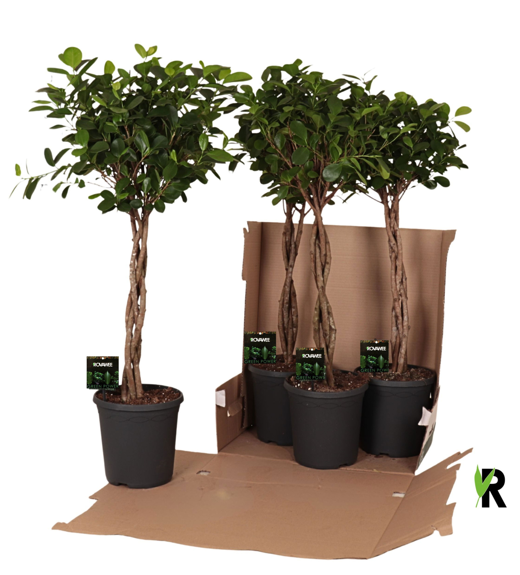 Ficus micr. Moclame gevlochten stam in fust 352, D 23