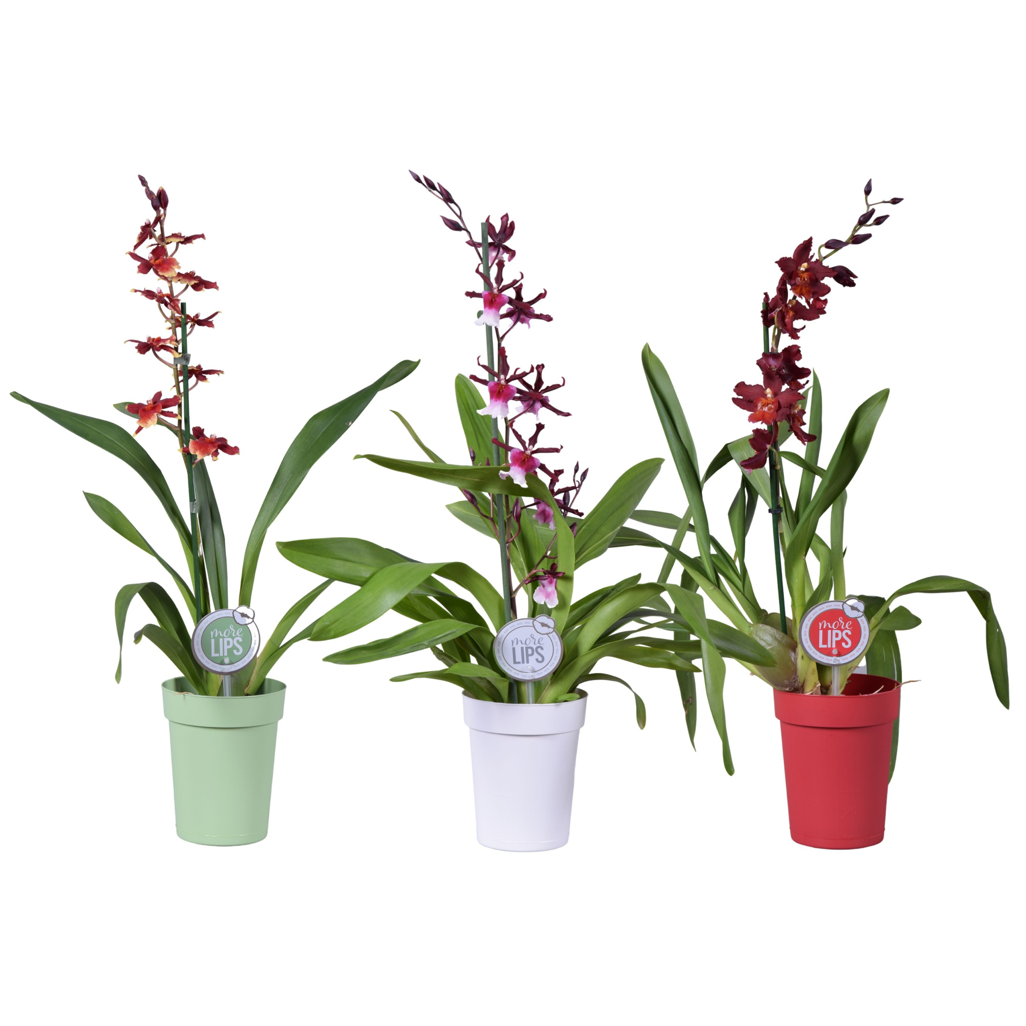 MoreLIPS® Cambria mix 1 tak met groen, wit en rode pot, D 12