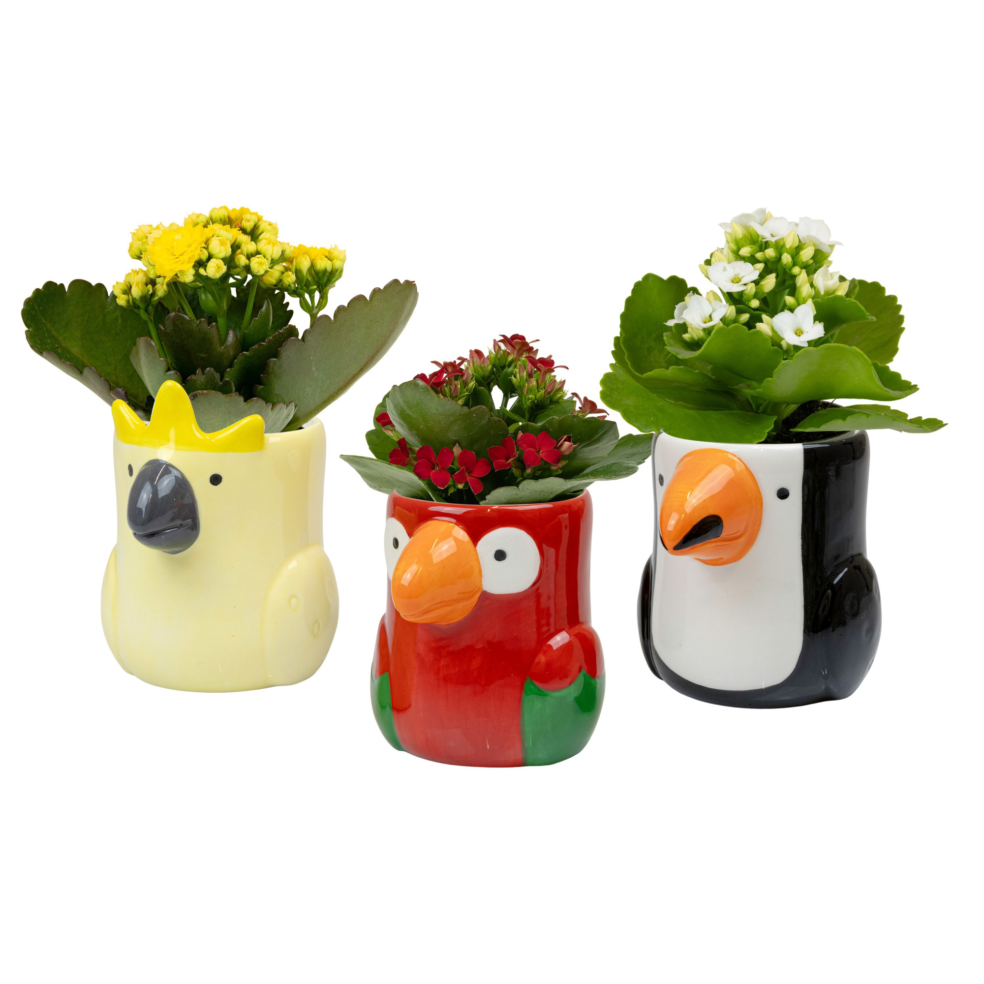 Sunshine Birds with Kalanchoe, D 6