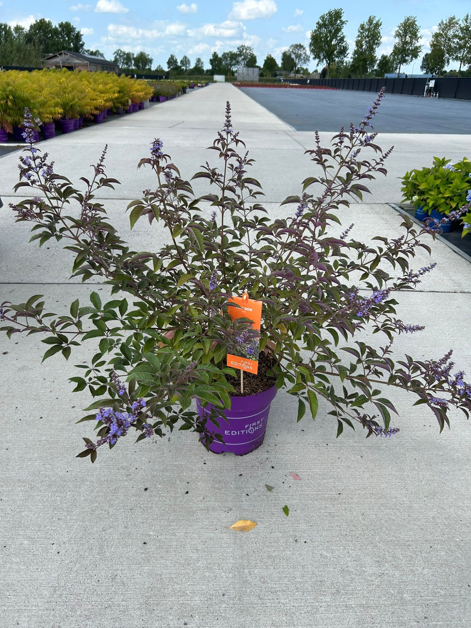 Vitex 'Flip Side' - P27 - First Editions, D 27