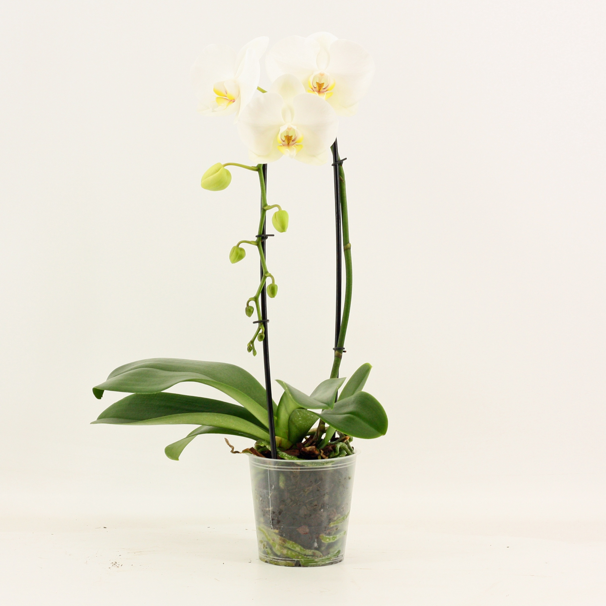 Phalaenopsis cascade 1 tak A2 Wit, D 12 cm