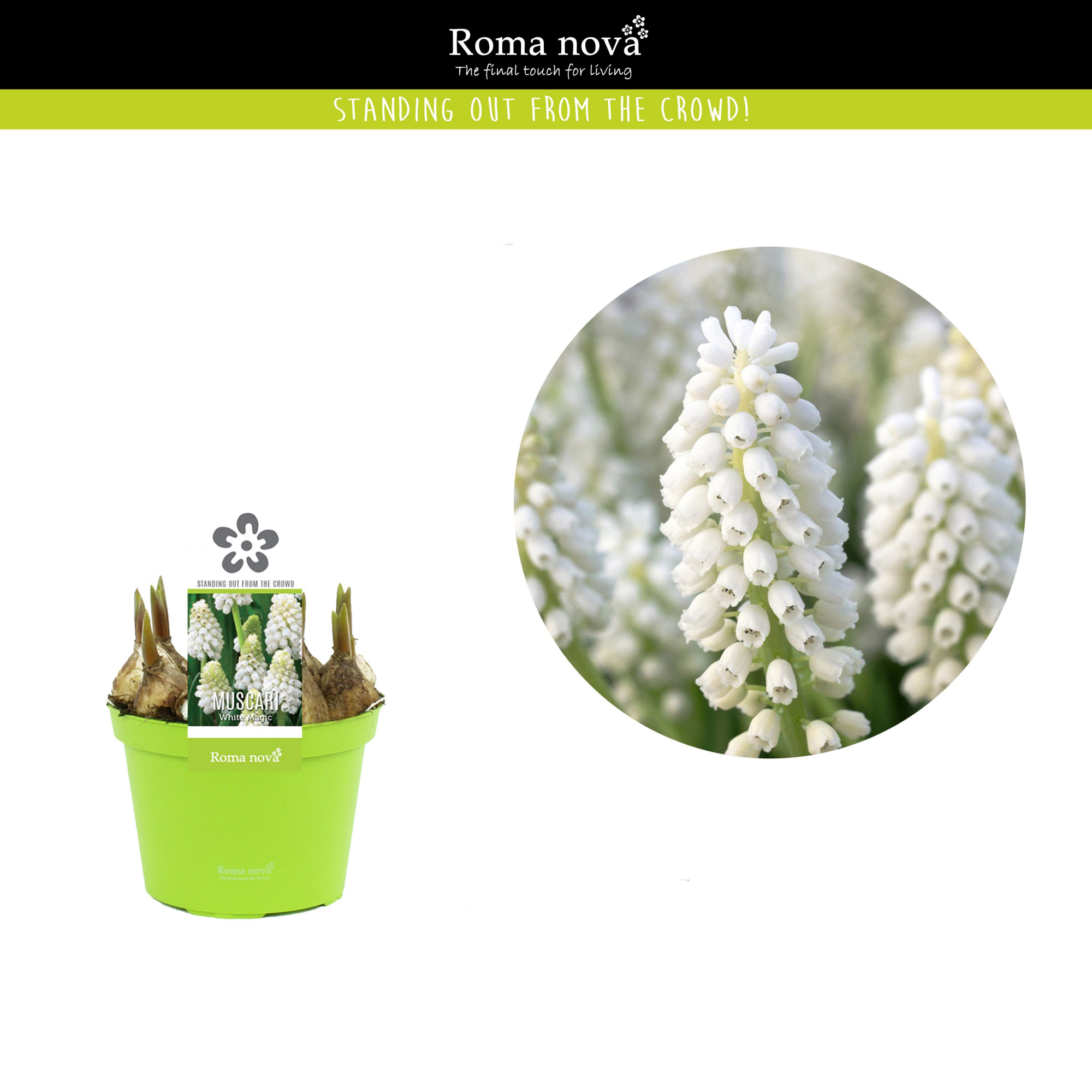 Muscari White Magic 12cm, D 12