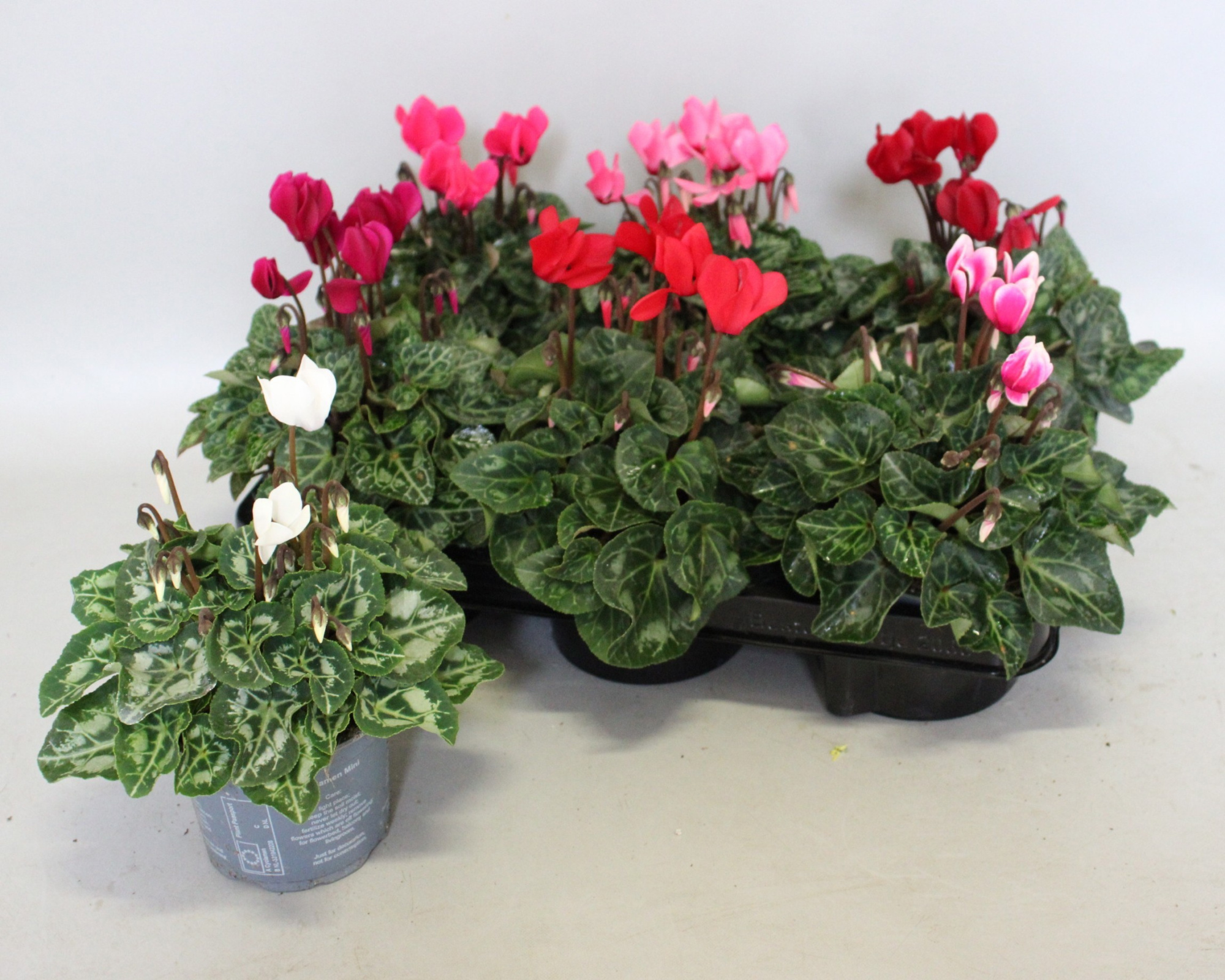 Cyclamen Super Serie 10.5cm Gemengd, D 10,5 cm