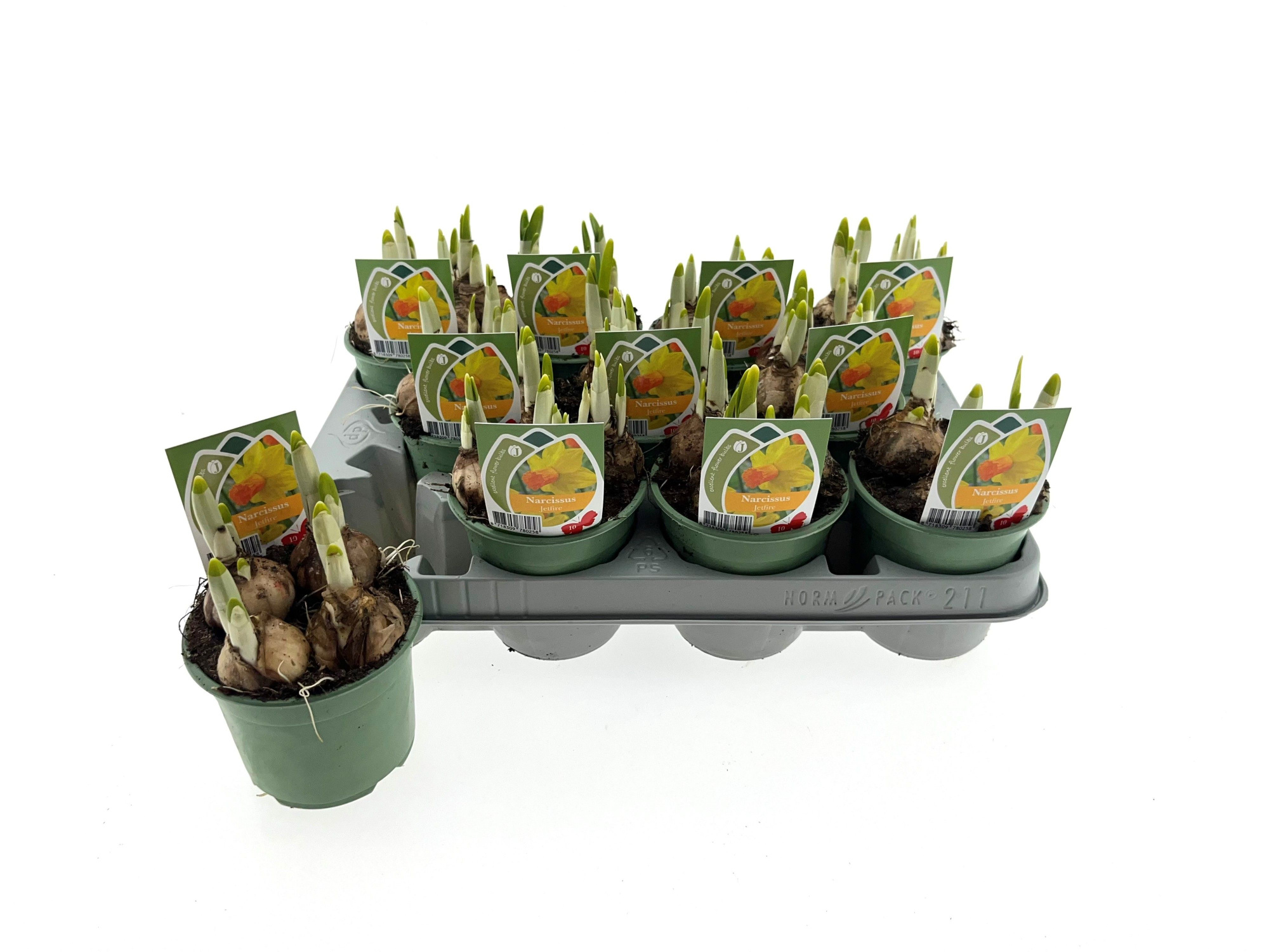 Narcis Jetfire 10 cm, D 10