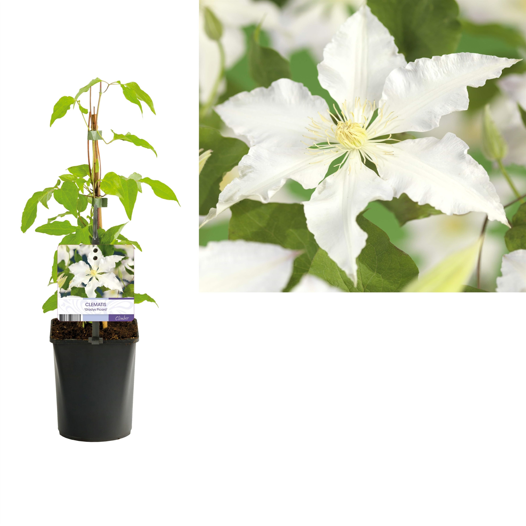Clematis 'Destiny'+light label, D 11