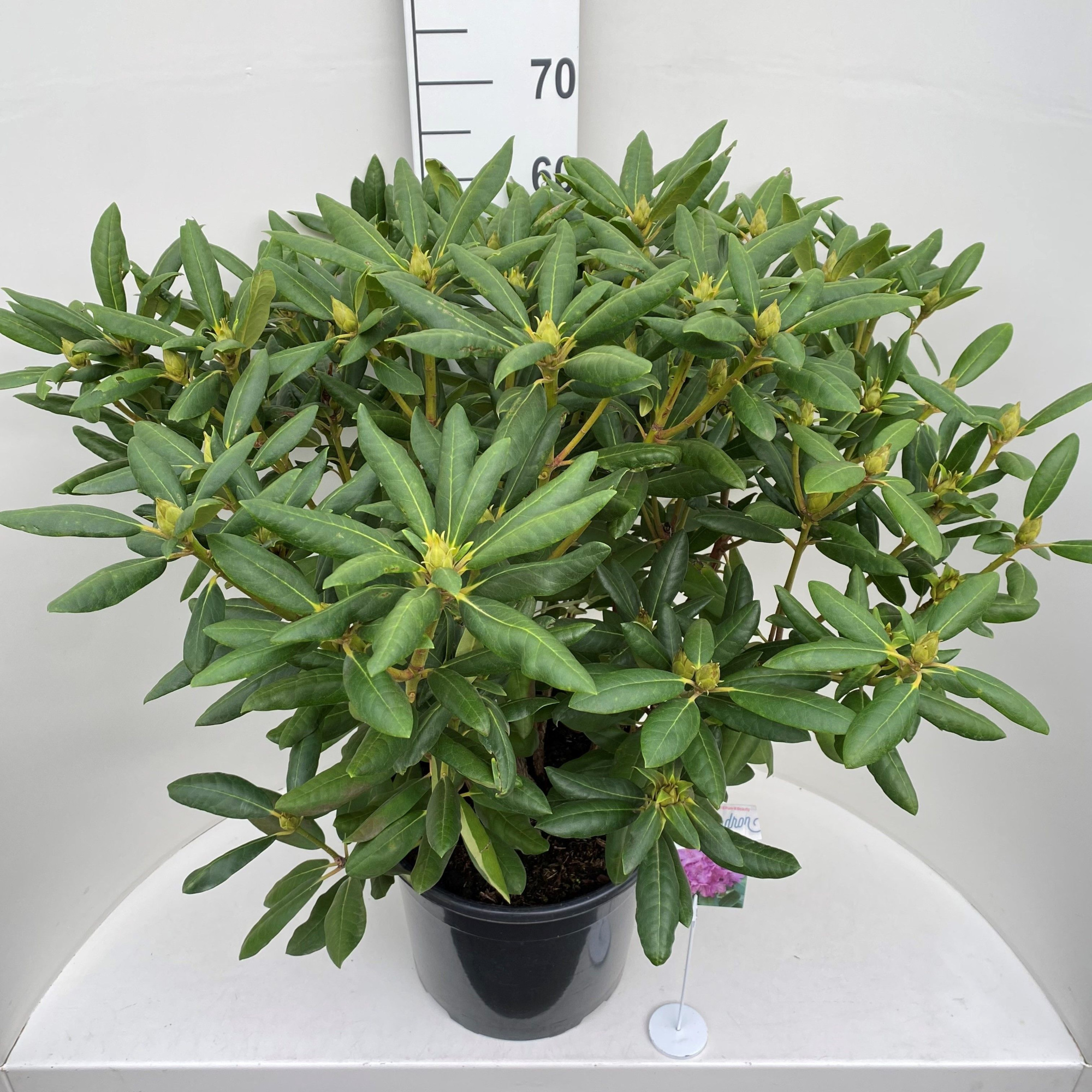 Rhododendron 'Roseum Elegans', D 36 cm