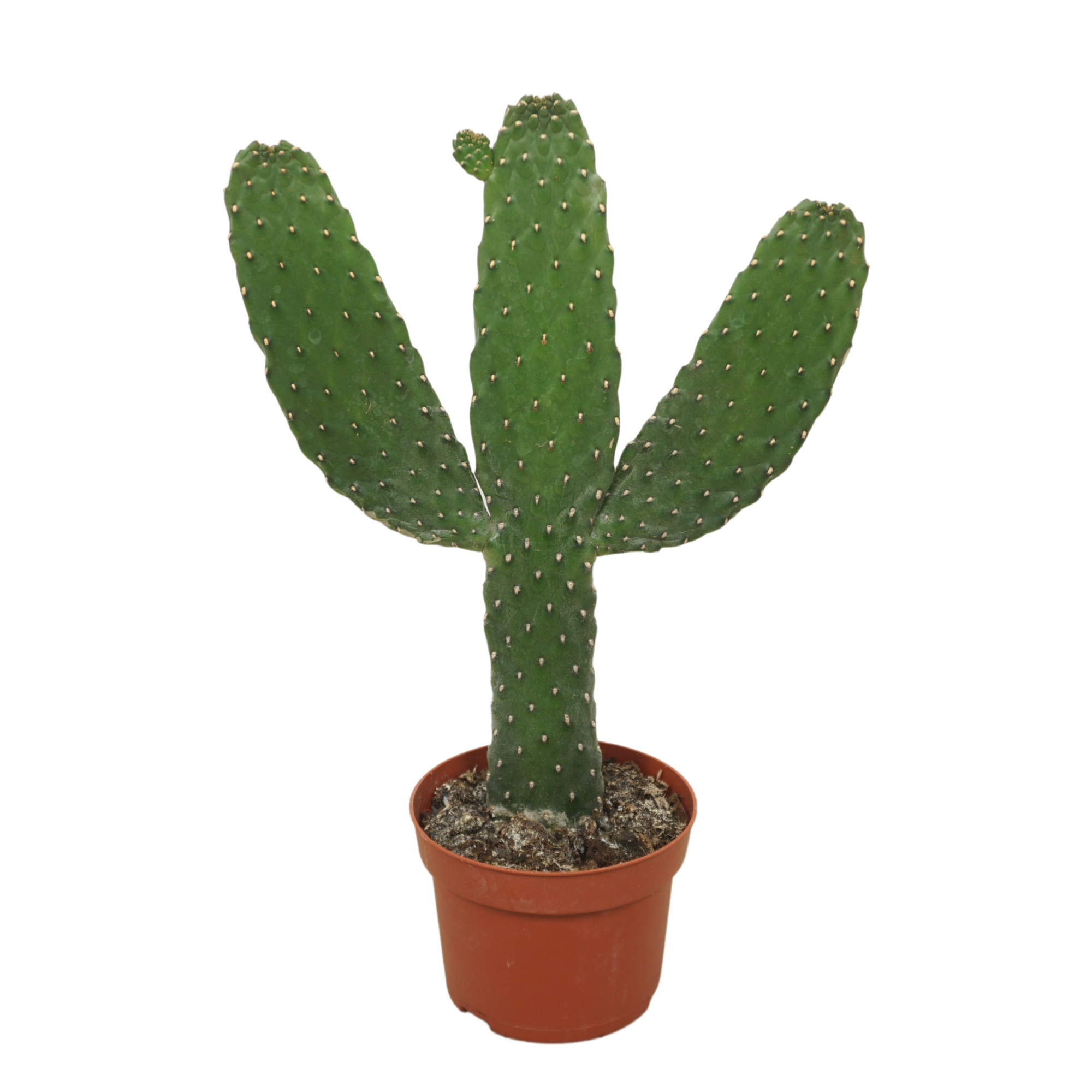 Opuntia consulea 13 cm, D 13 cm