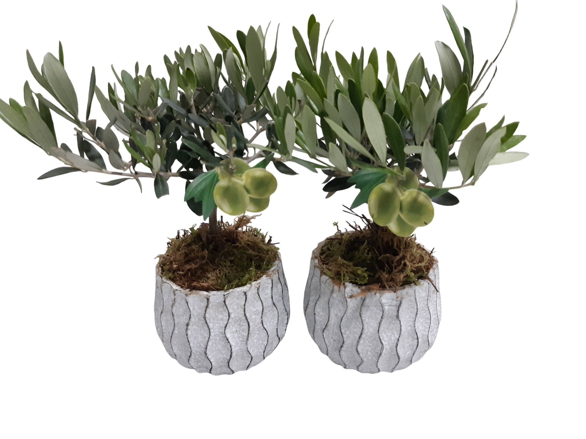 WP12OLE Wave Pot Cement 12cm Olea Europaea, D 12 cm