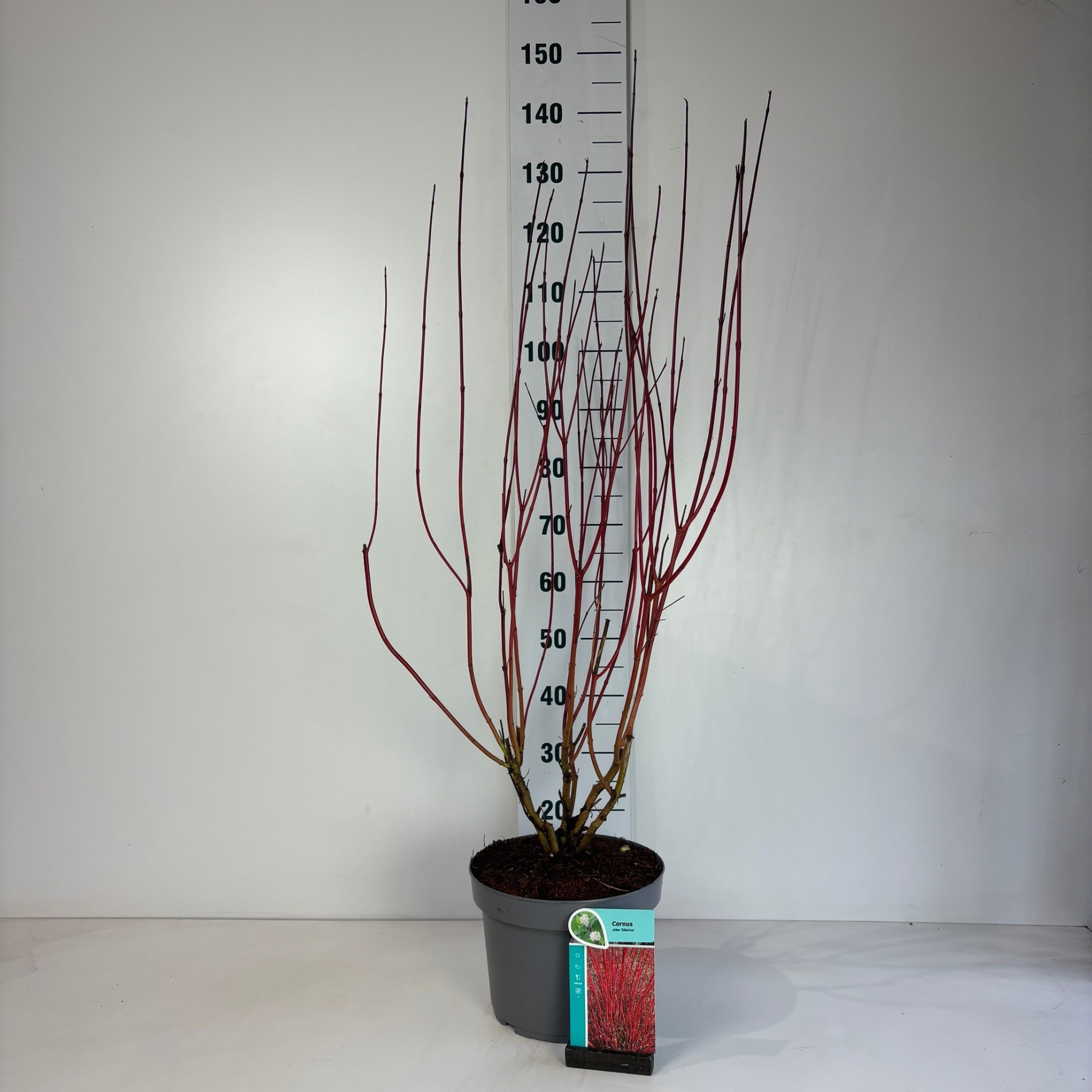 Cornus alba Sibirica, D 29