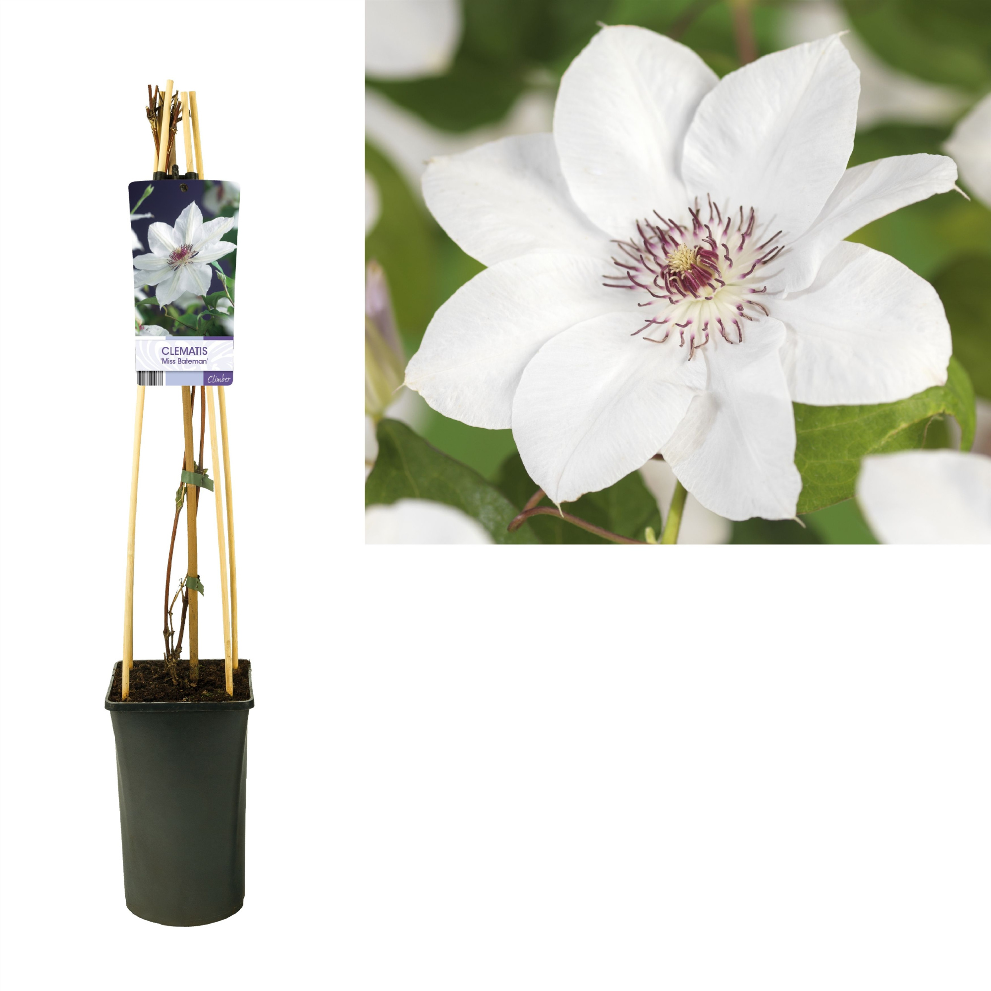 Clematis 'Miss Bateman' +light label, D 17 cm