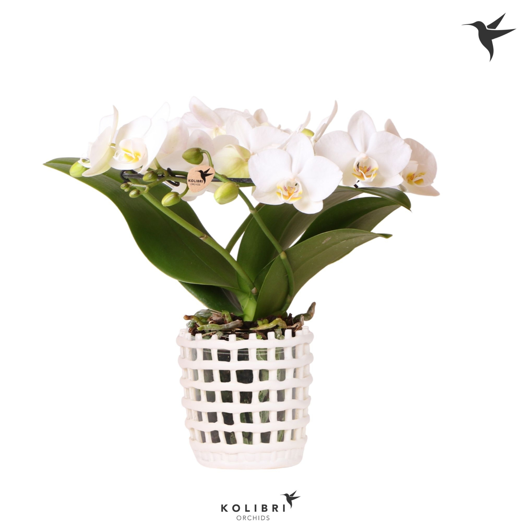 Kolibri Orchids Phalaenopsis Halo white in Mesh pot white, D 9 cm