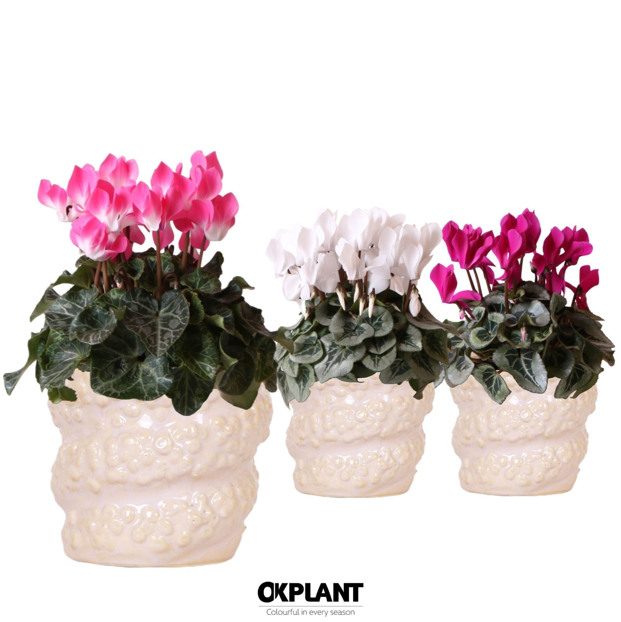 Cyclamen mix in Octopus pot pink, D 12 cm