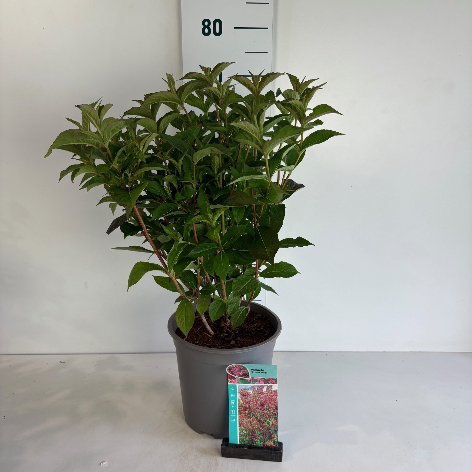 Weigela Bristol Ruby, D 24 cm
