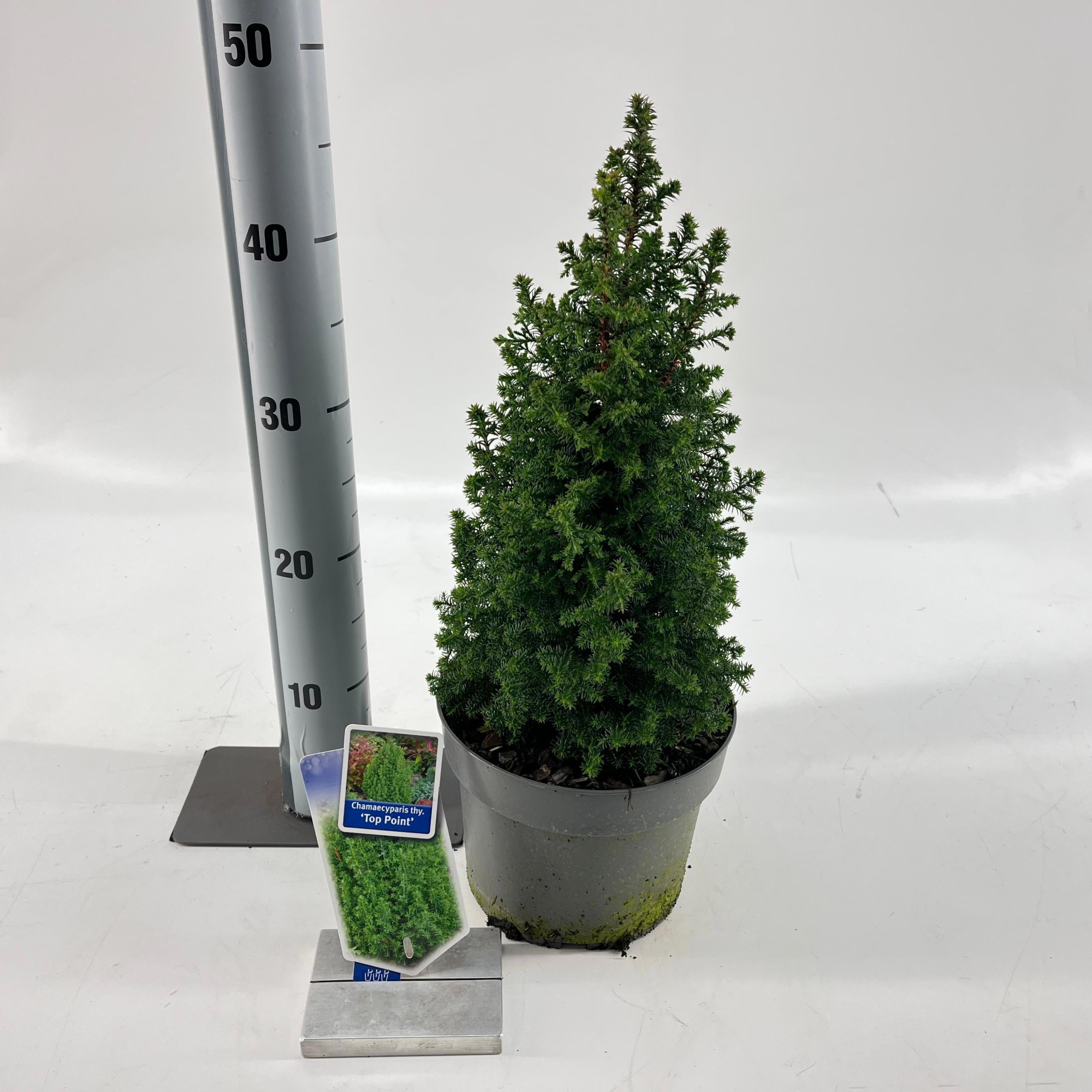 Chamaecyparis th. 'Top Point', D 19 cm