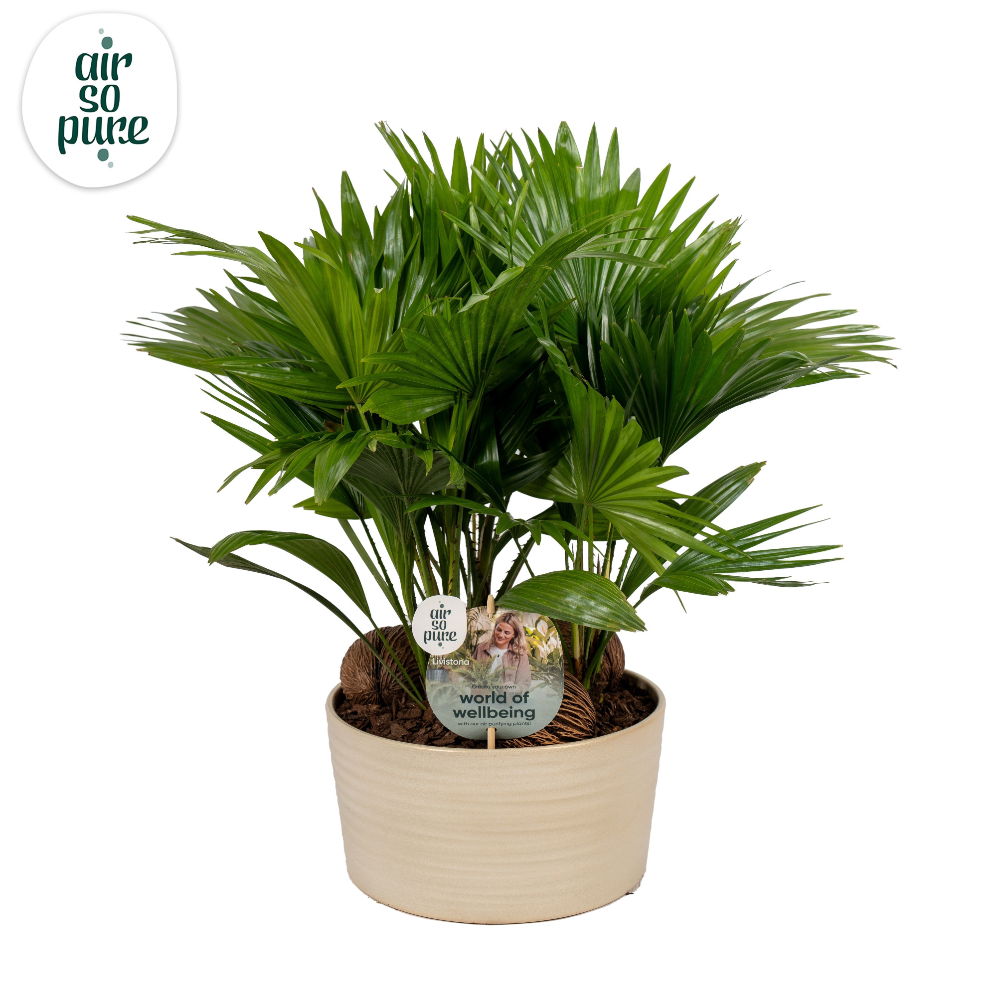 Livistona in Andorra 3 pp Pearl white Aspd Air So Pure, D 26 cm