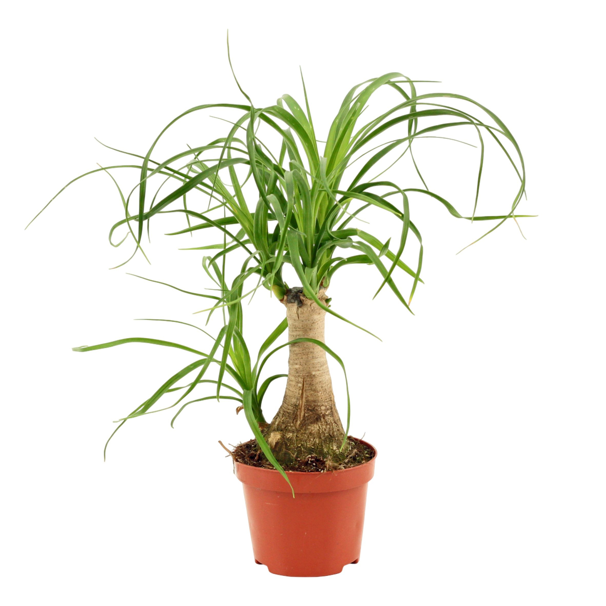 Beaucarnea recht 9 cm, D 9 cm