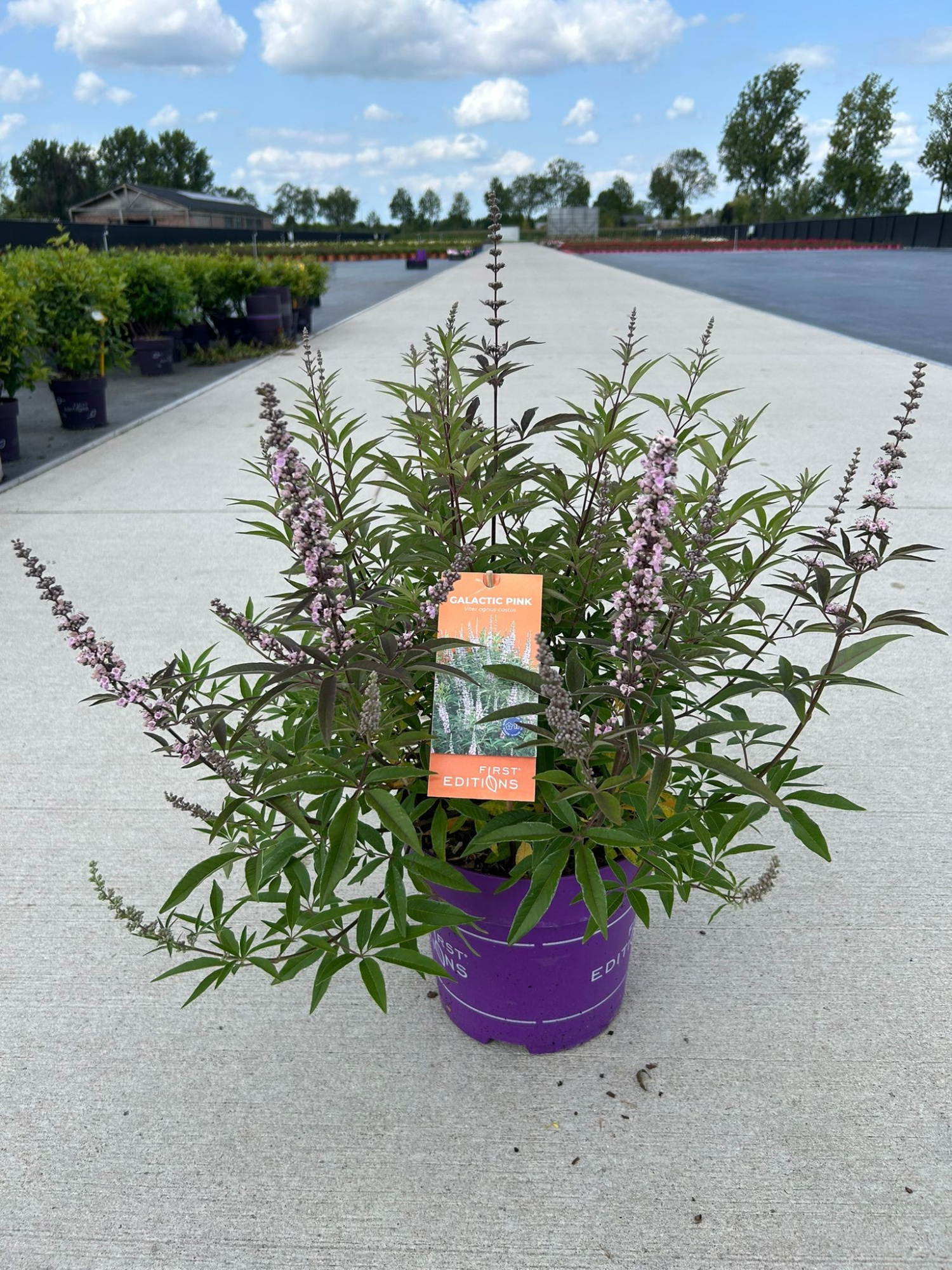 Vitex 'Galactic Pink' - P27 - First Editions, D 27 cm