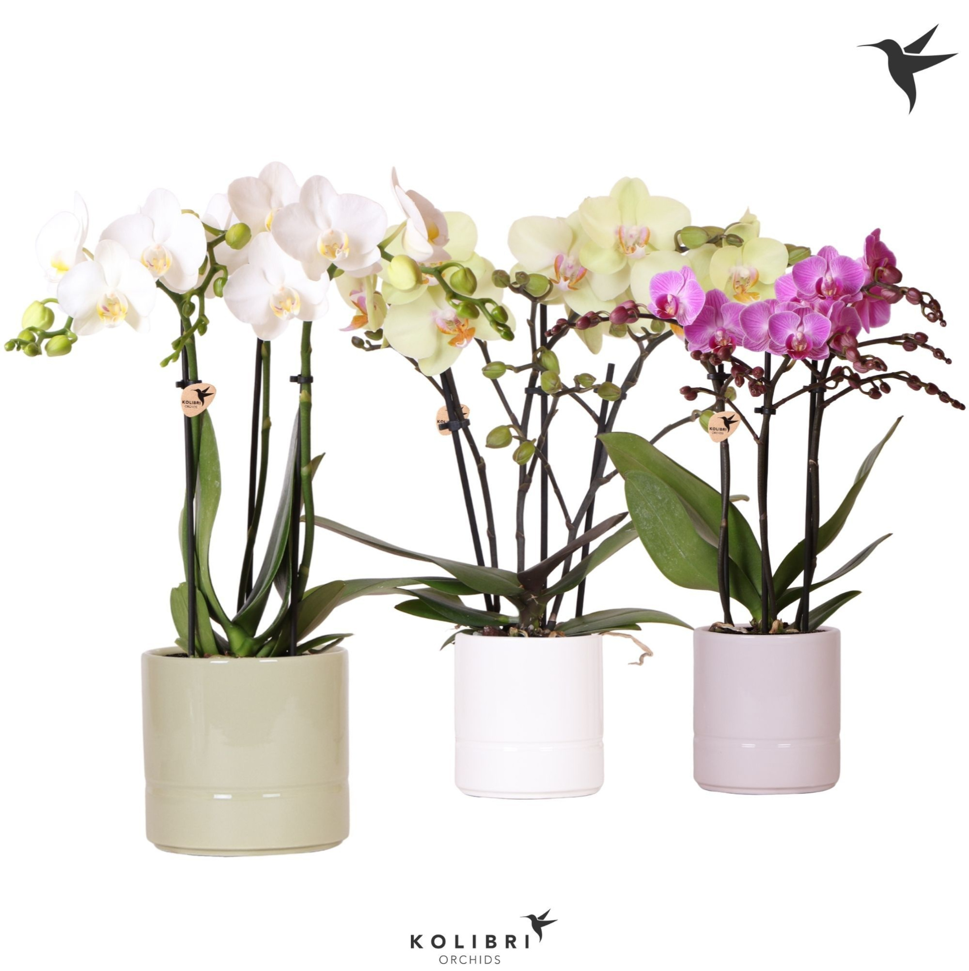 Kolibri Orchids Phalaenopsis mix 3 spike in Pastel pot mix, D 9