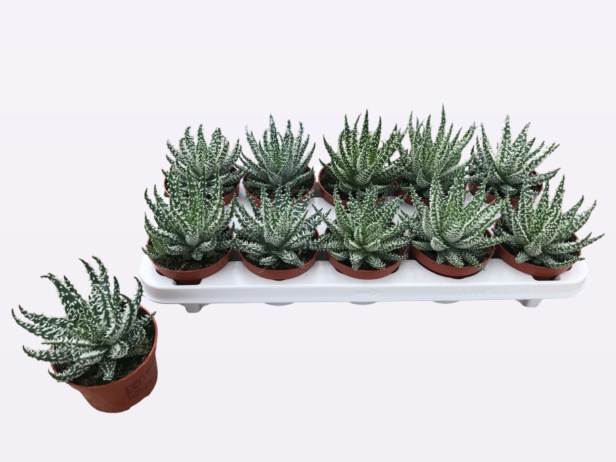 aloe humilis white, D 10,5 cm