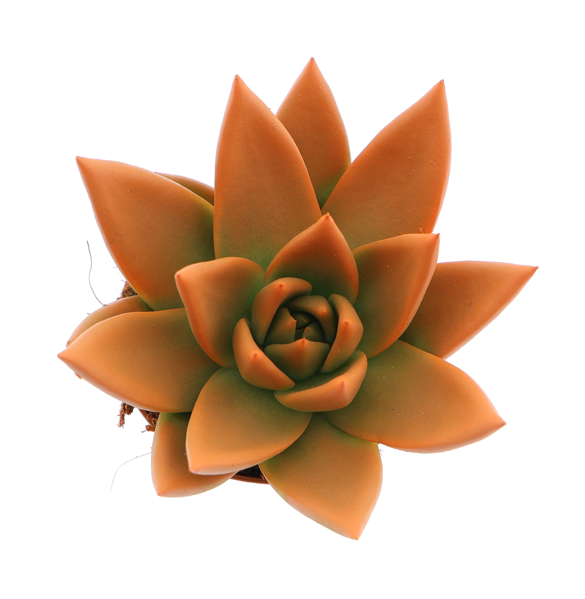 Rainbow orange, D 6 cm