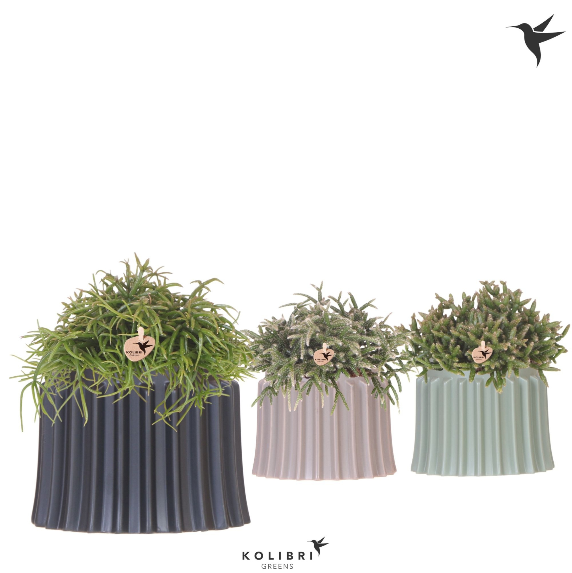 Kolibri Greens Rhipsalis mix in Raw pot mix, D 12 cm