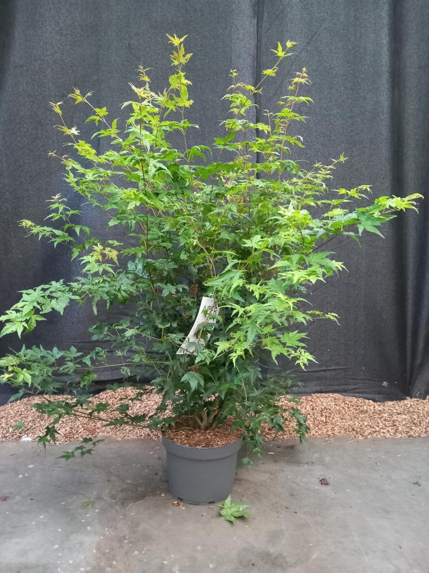 Acer palmatum, D 29 cm