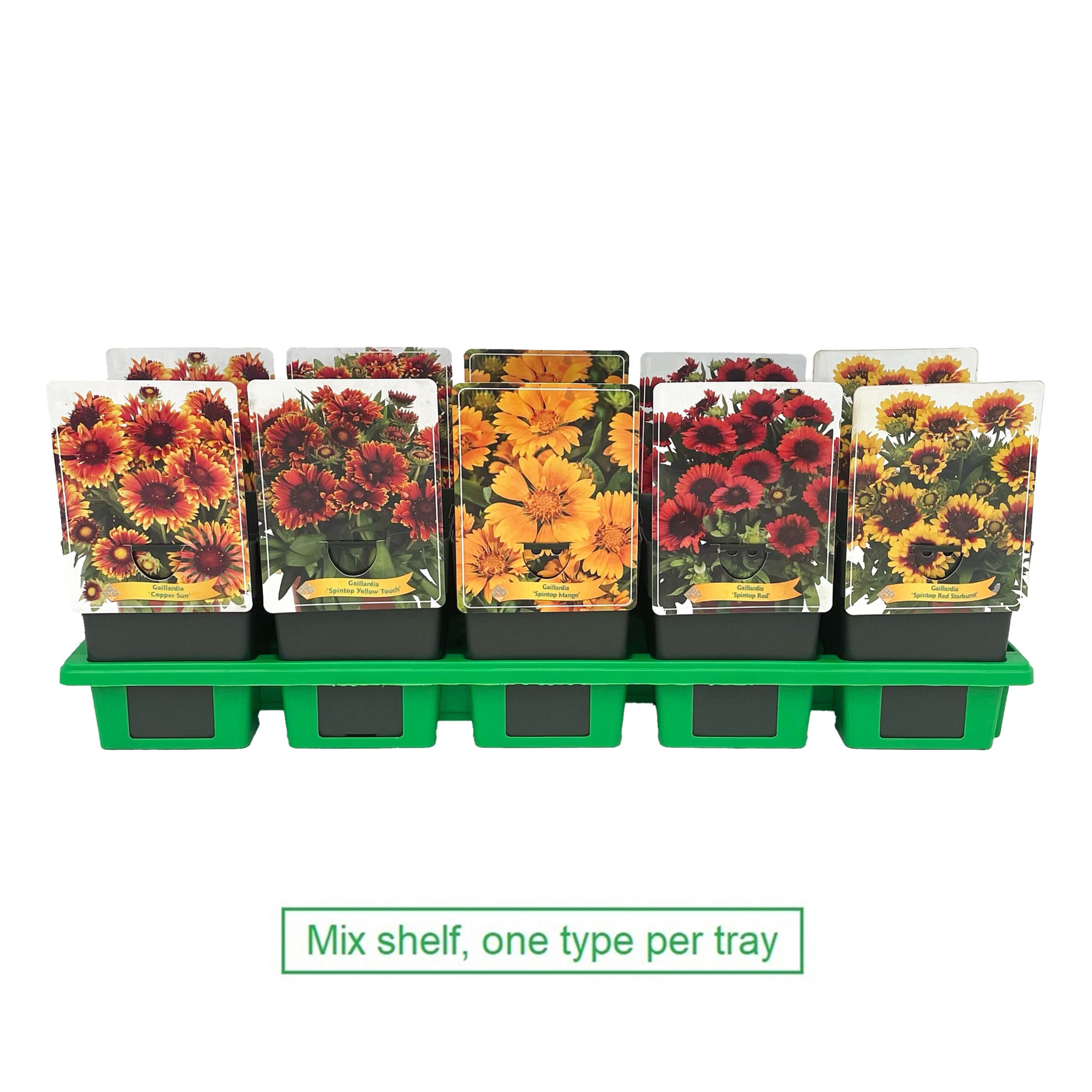 Gaillardia mix laag P11, D 11