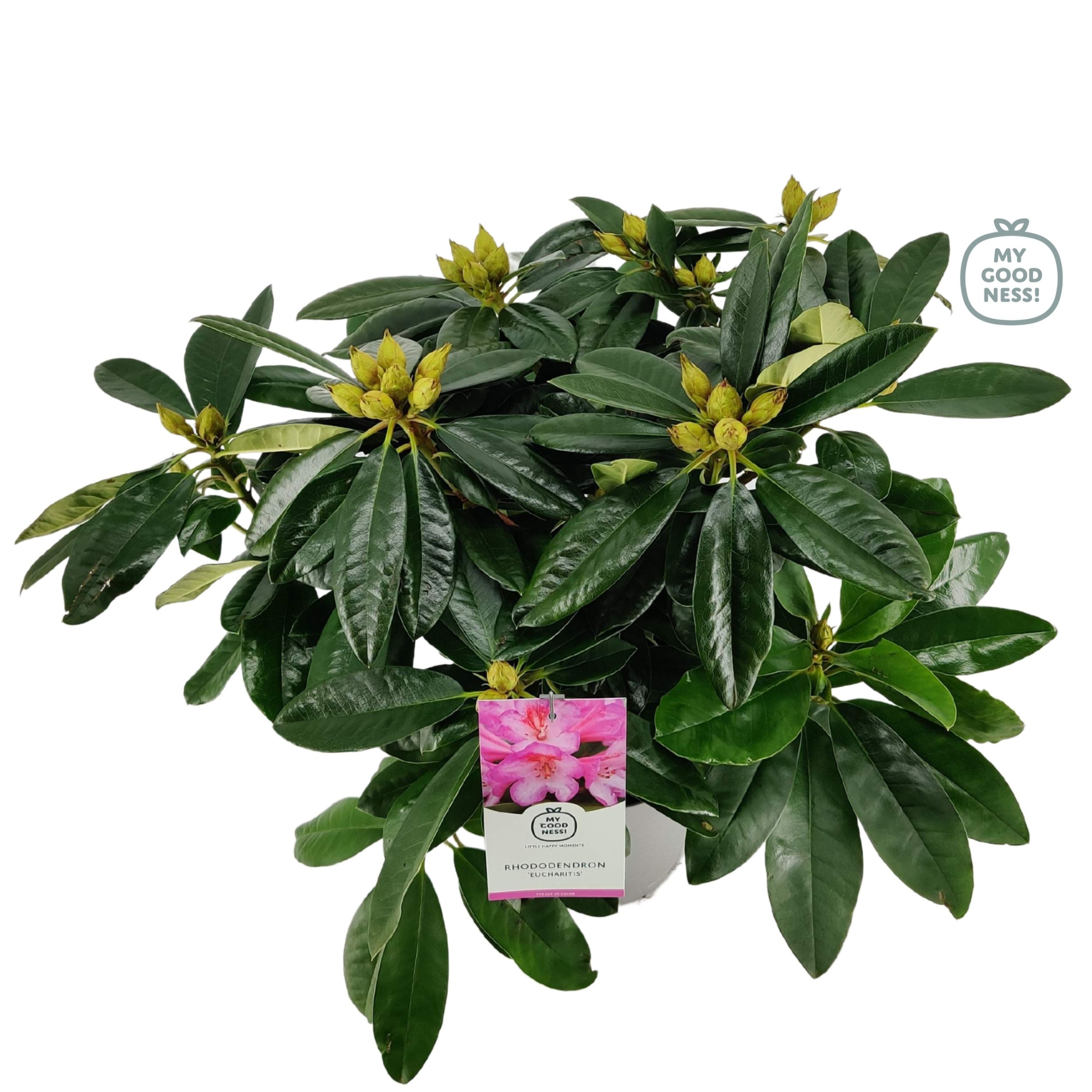 Rhododendron 40-50 /5 liter 'Eucharitis', D 23