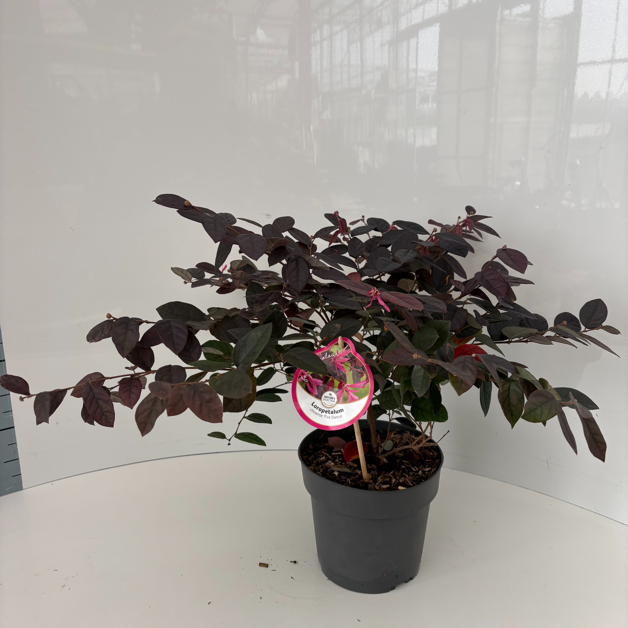 Loropetalum chin. 'Fire Dance', D 17 cm