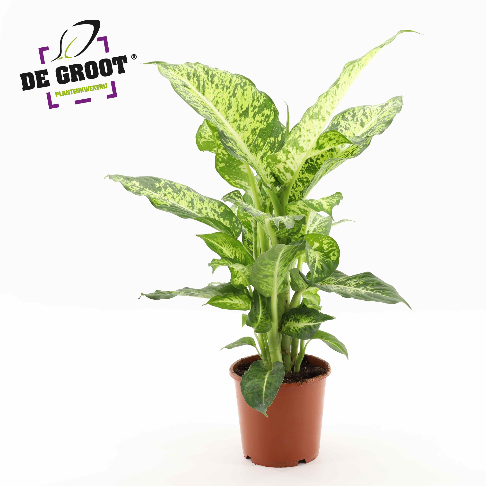 Dieffenbachia 'Mars', D 17 cm
