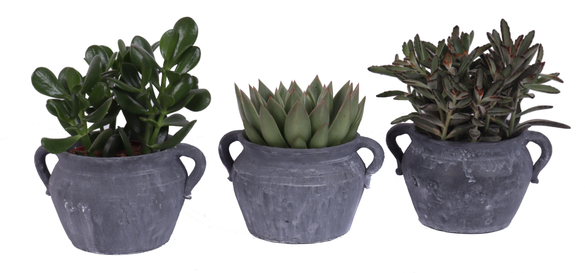 Succulent mix 12 cm in el teide kruik, D 20