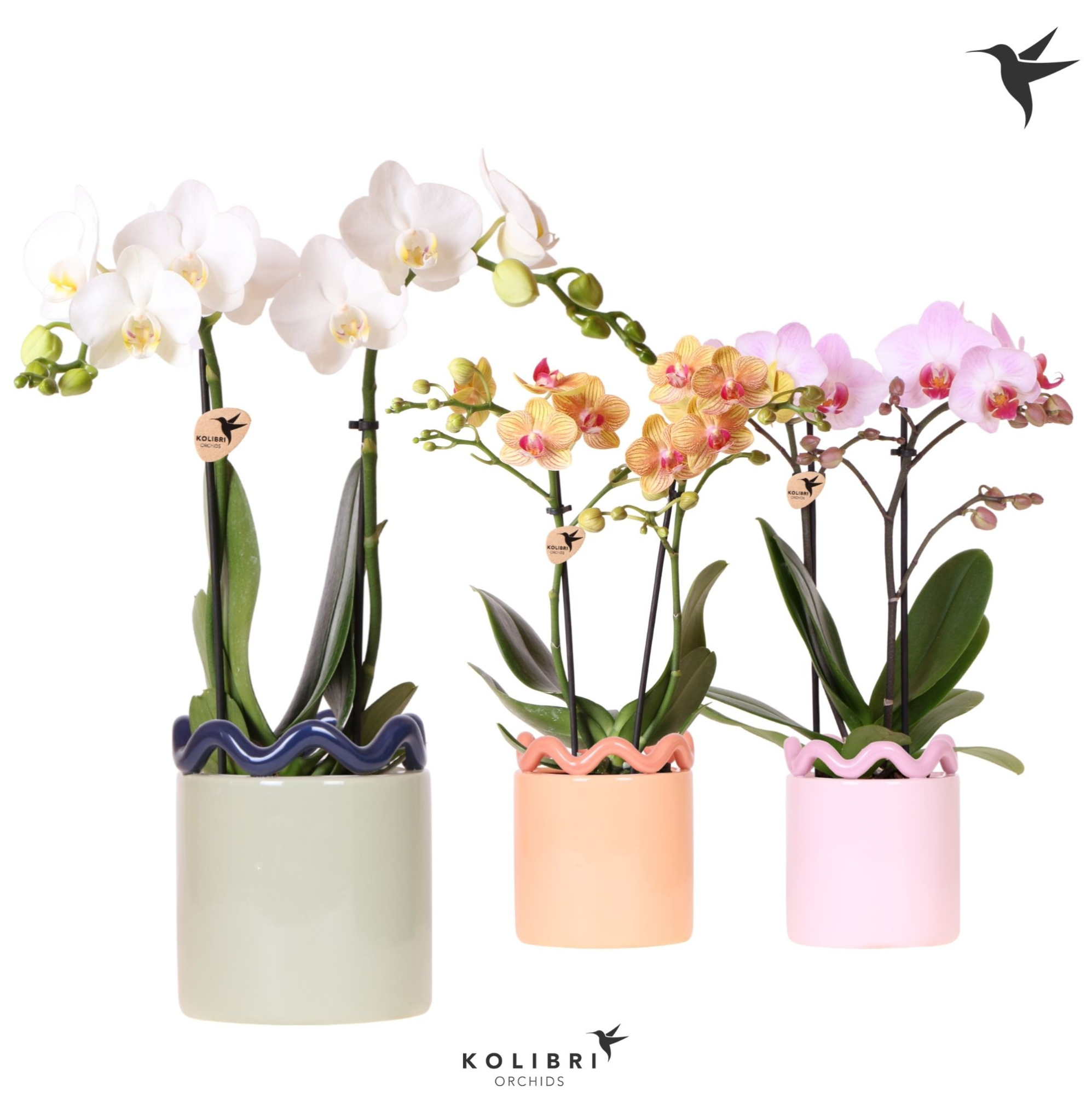 Kolibri Orchids Phalaenopsis mix 2 spike in Funky pot mix, D 9