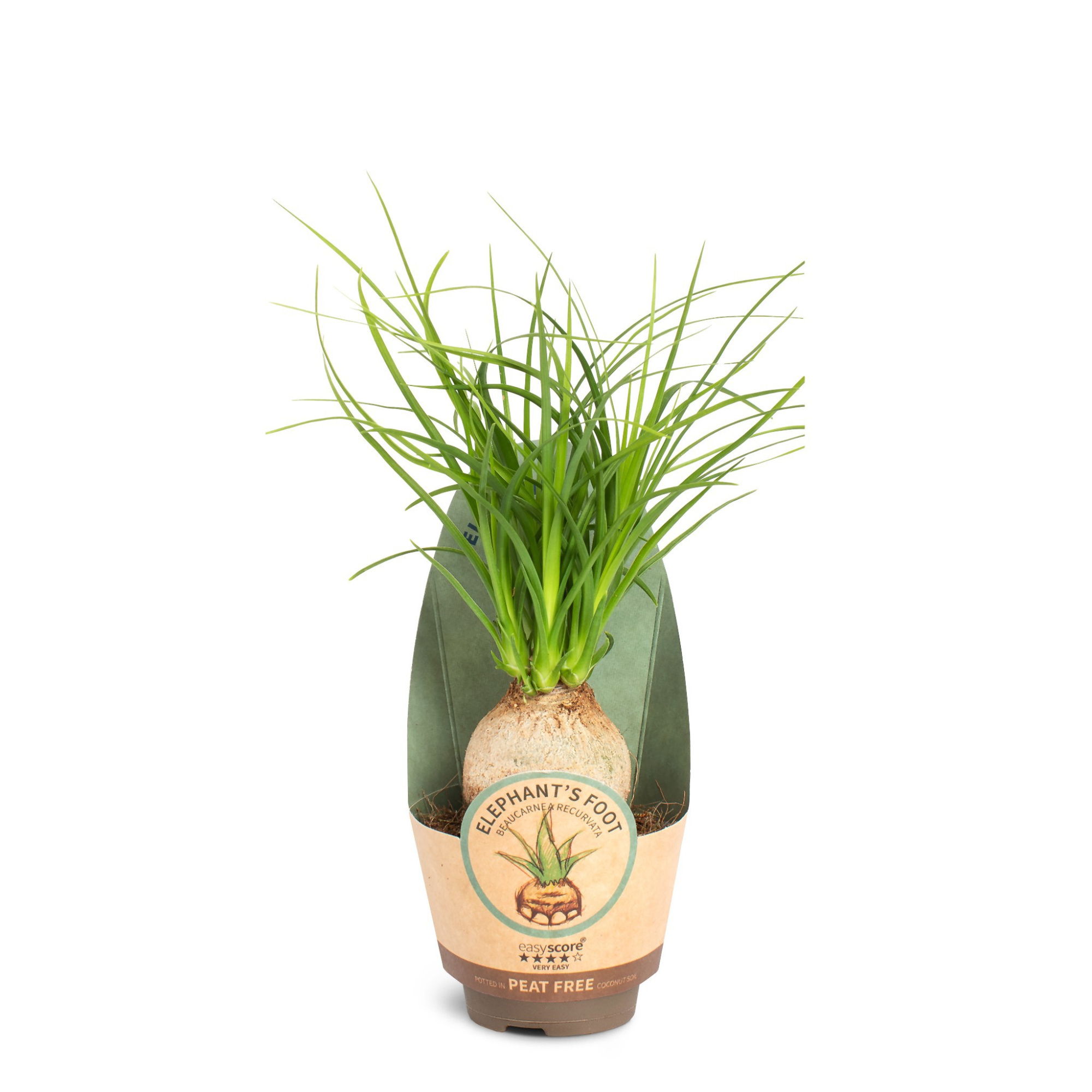 Beaucarnea recurvata ´Nolina´, D 6