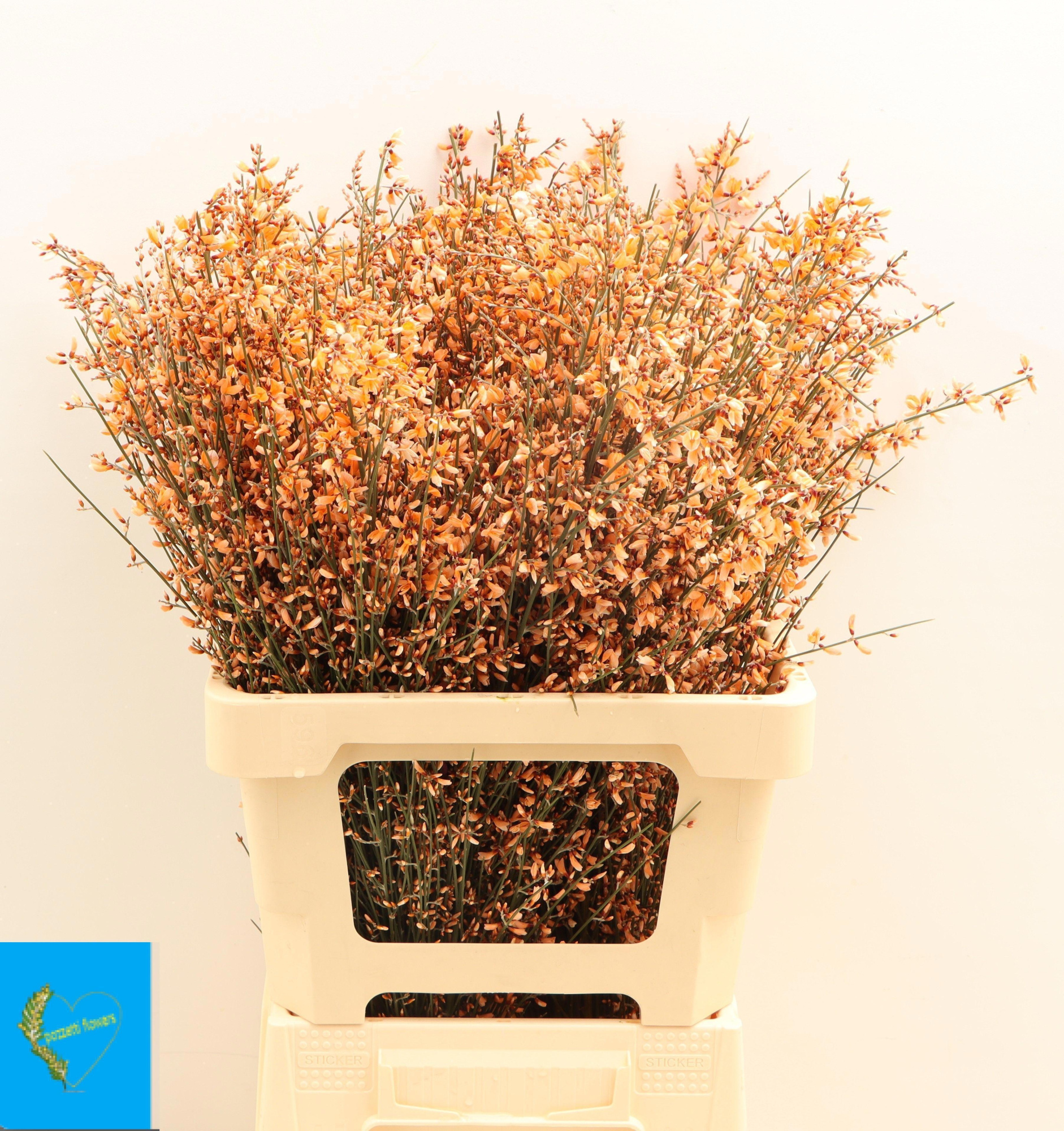 Гениста крашеная Пинк за пучок 65 (краш. ), пуч.