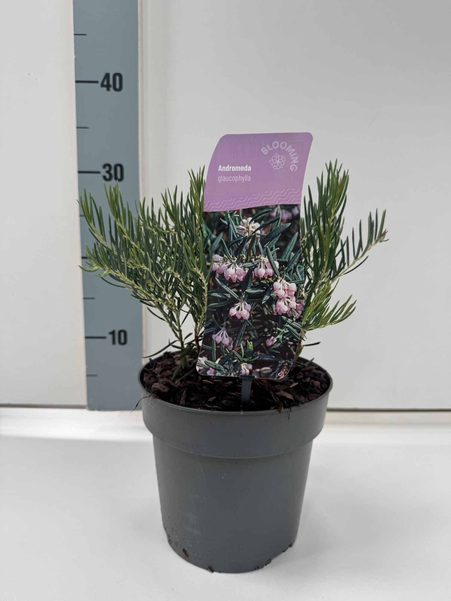 Andromeda glaucophylla, D 17 cm