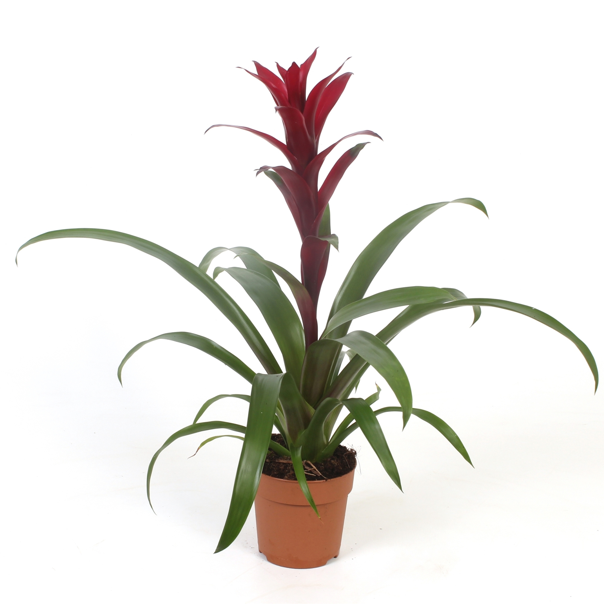 Guzmania Nextara, D 12 cm