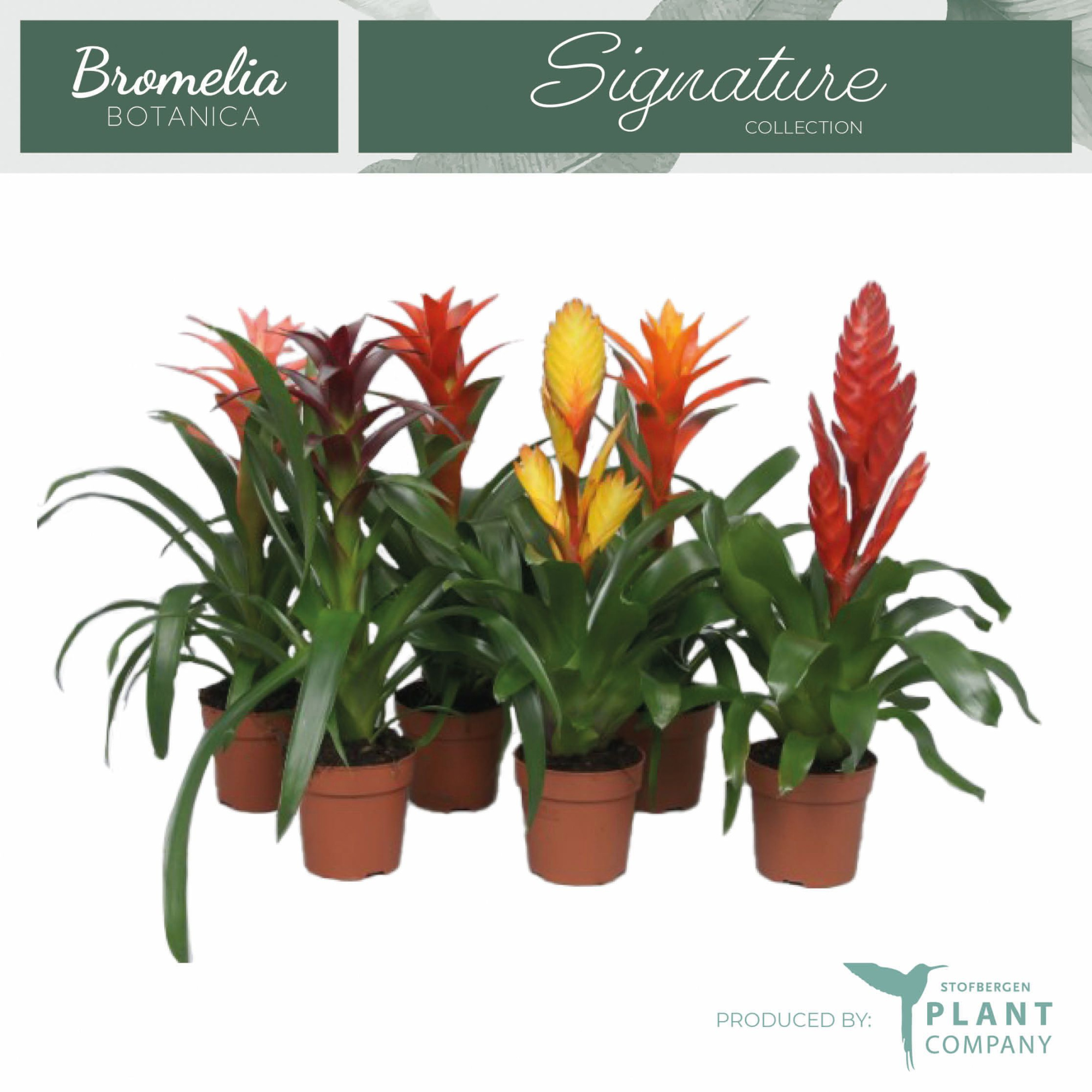 Bromelia mix, D 12 cm