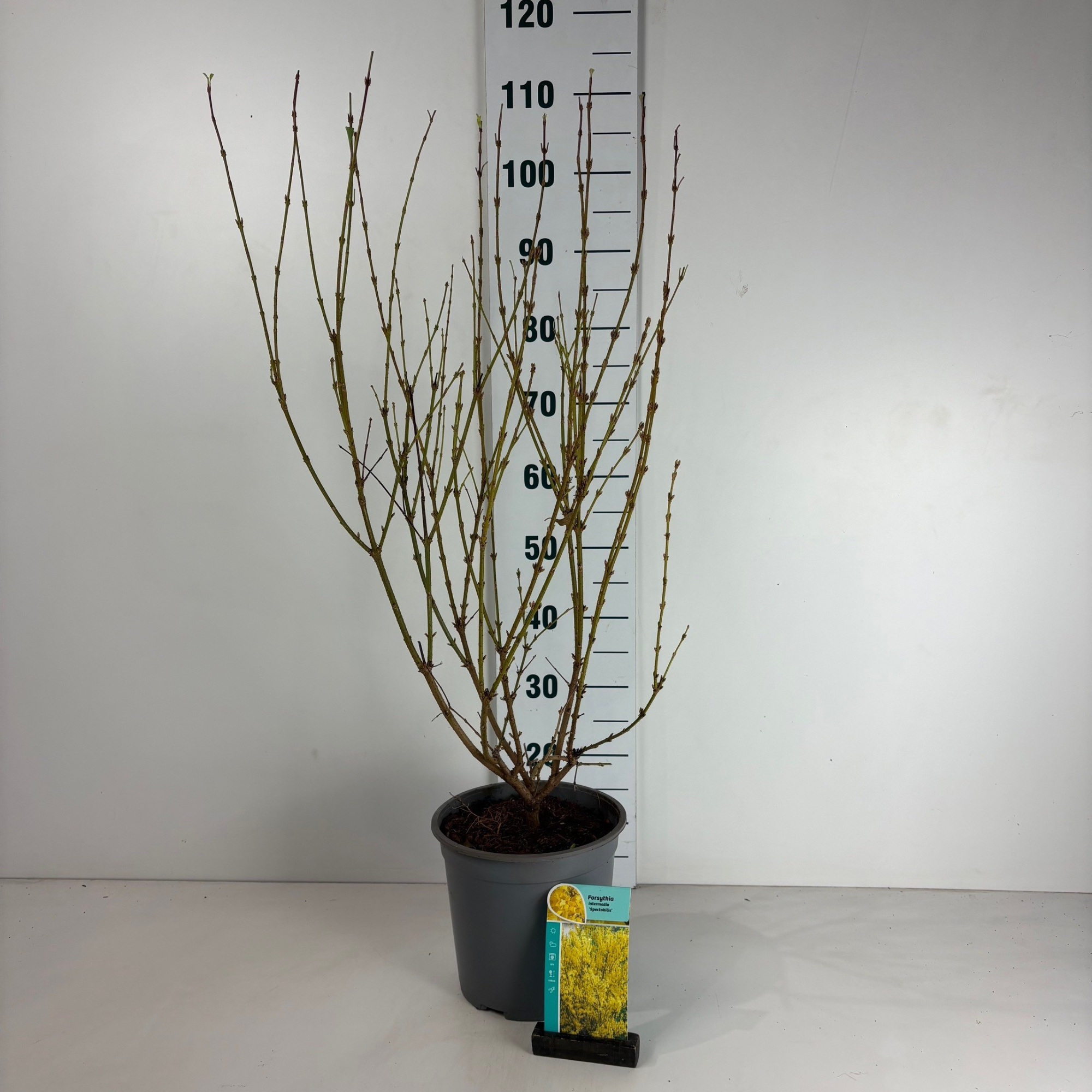 Forsythia intermedia Spectabilis, D 24