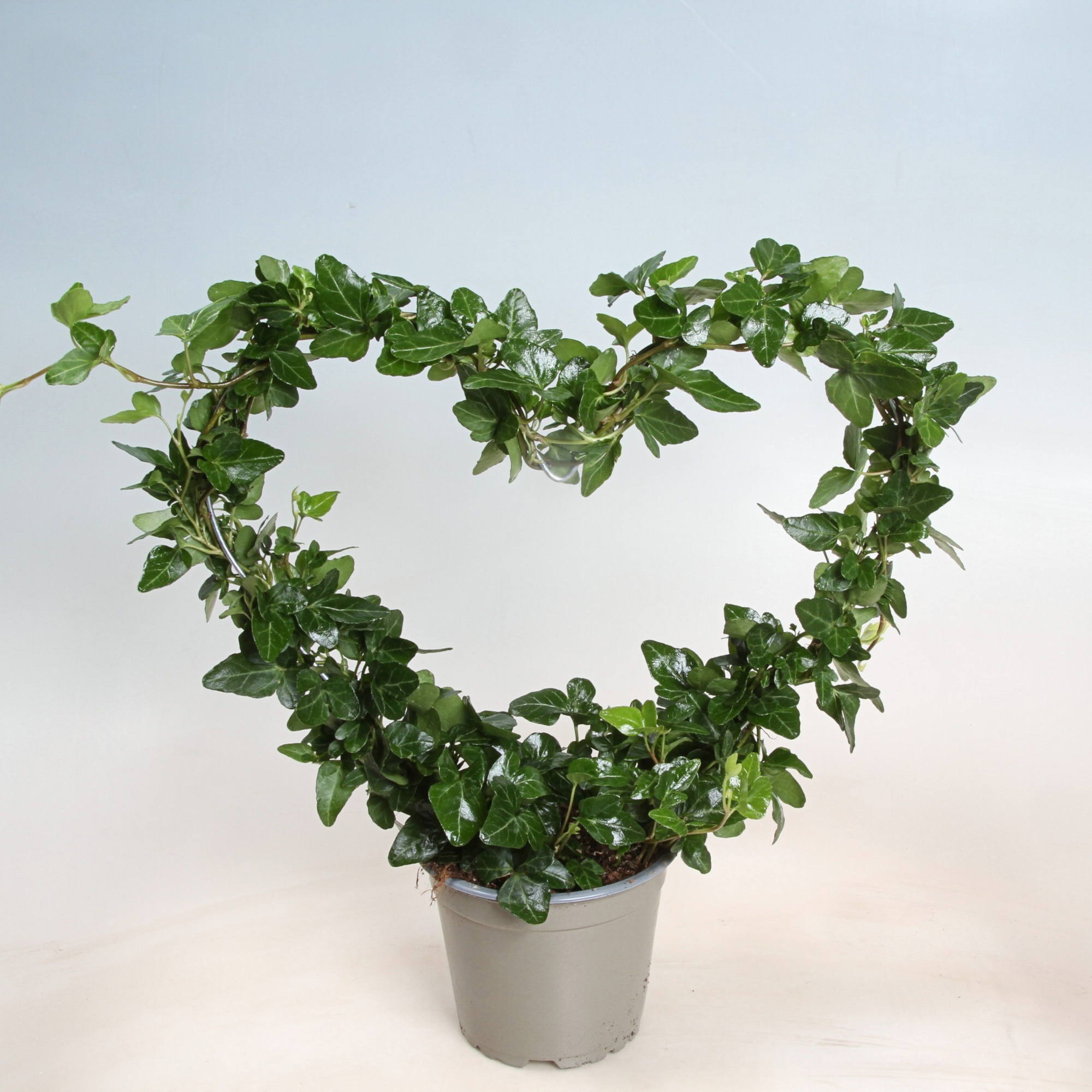 Hedera Helix Heart 12 cm, D 12 cm