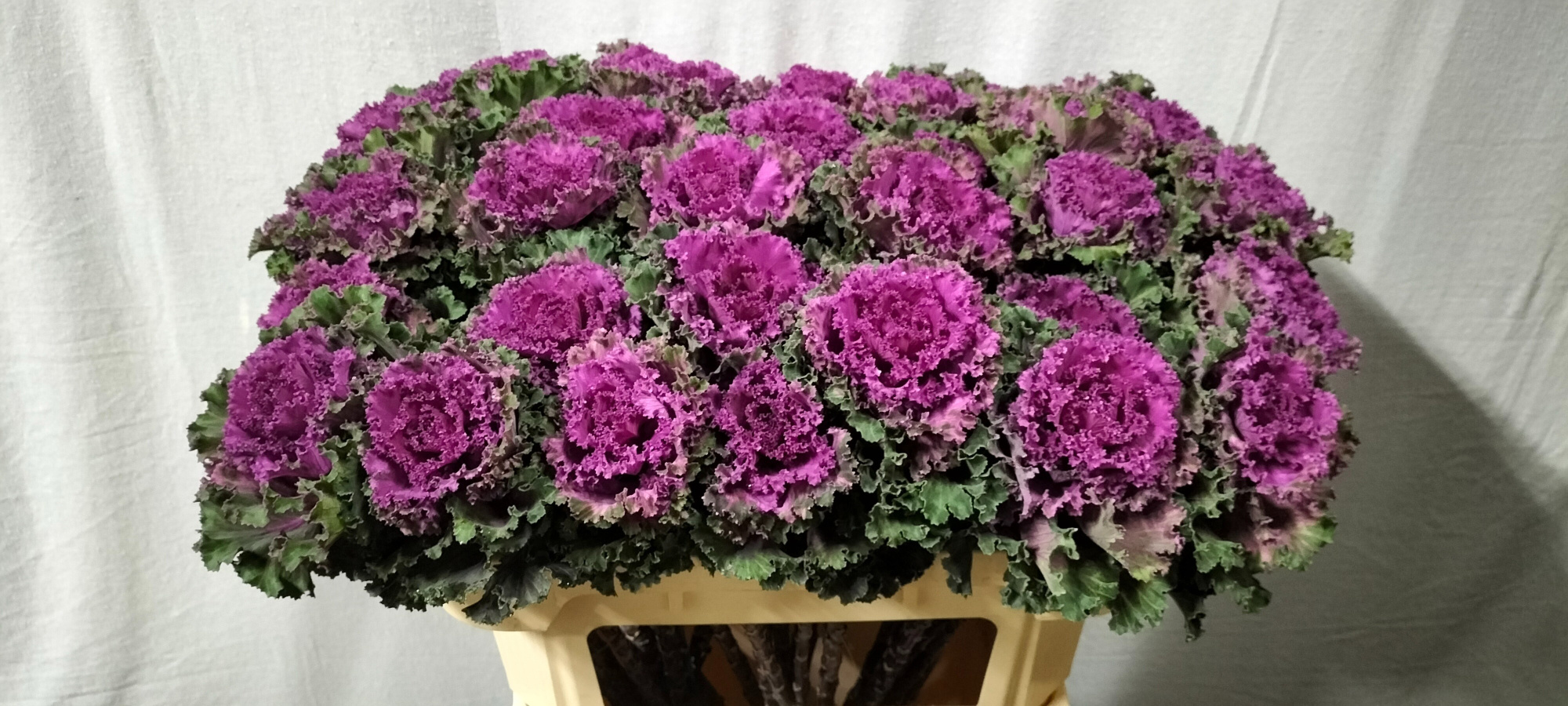 Брассика Крейн Рафл Рэд 70, шт.