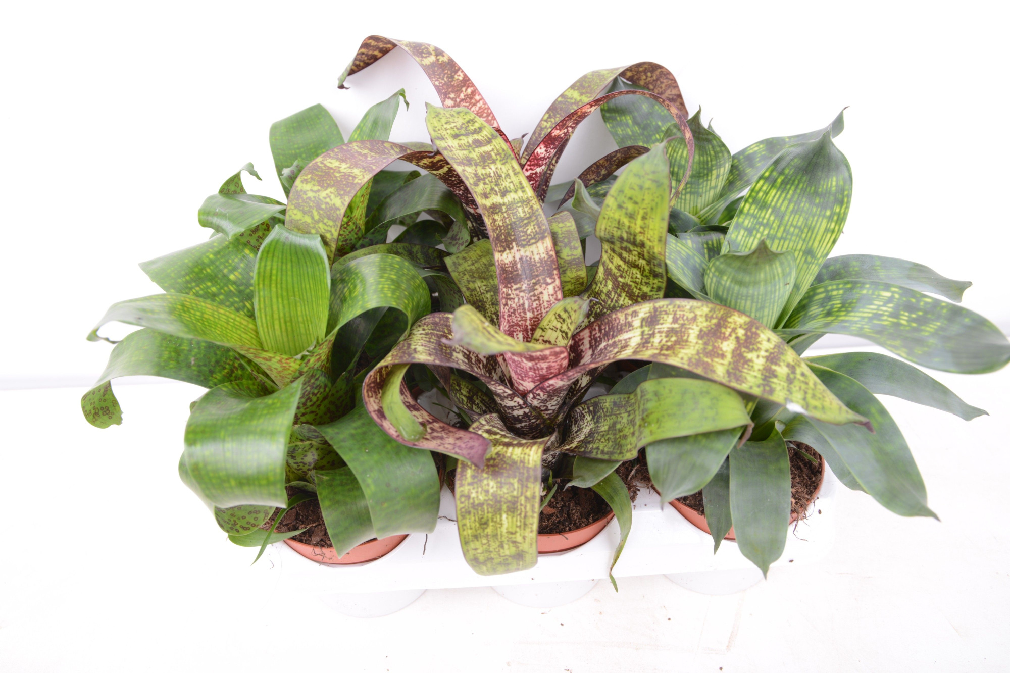 blad vriesea mix, D 9