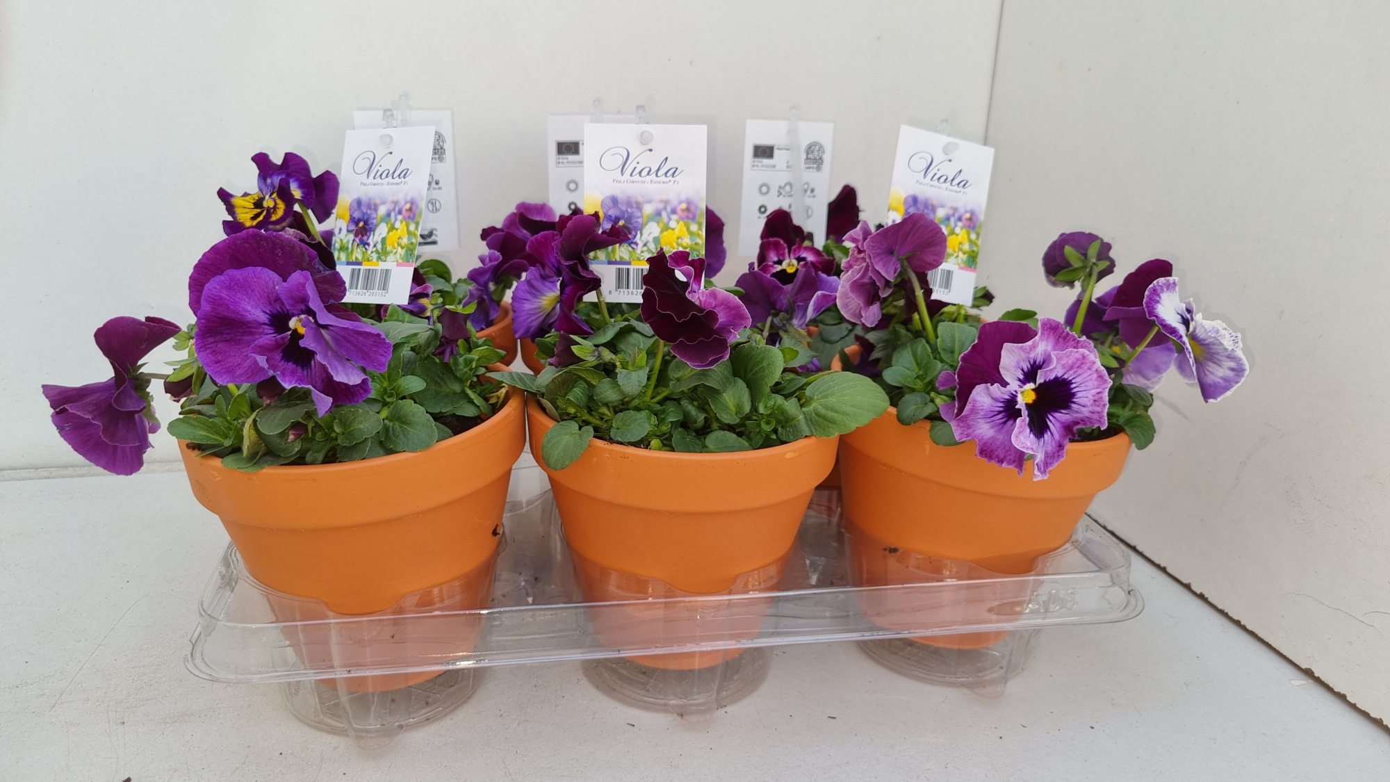 Viola Frizzle Sizzle Raspberry p13 stenen pot, D 13