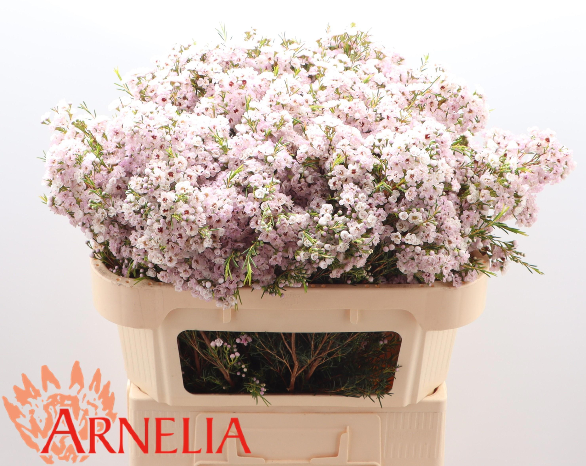 Шамелациум Овериг 70, шт.