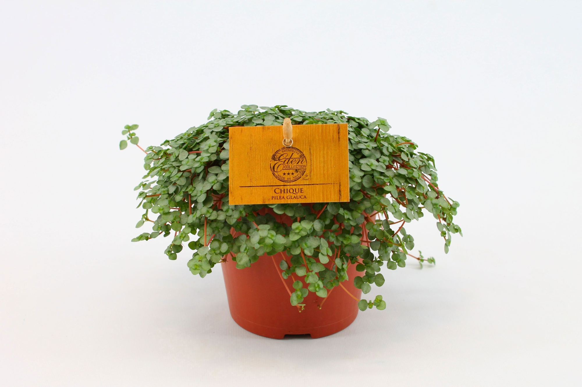Pilea Glauca 12cm, D 12
