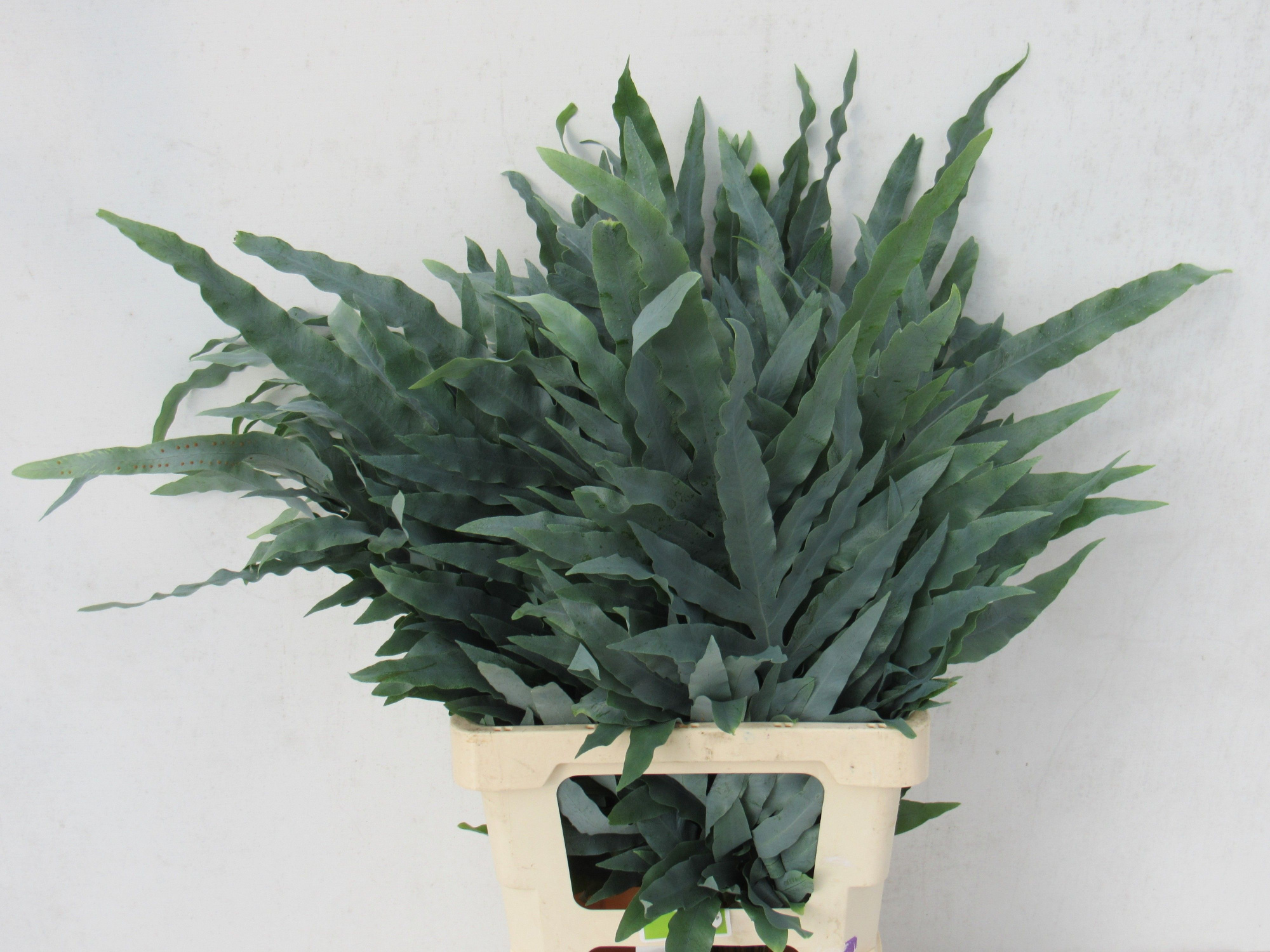 Циртомиум Форчун 65, шт.