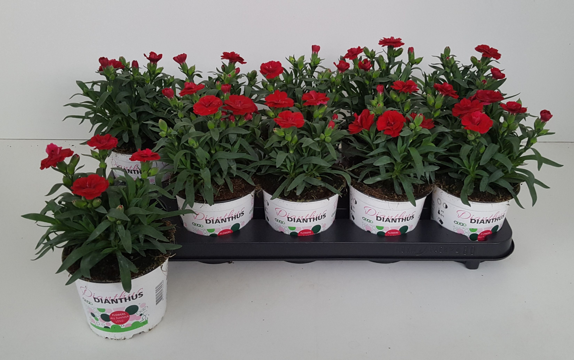 Dianthus Oscar Dark Red, D 12 cm